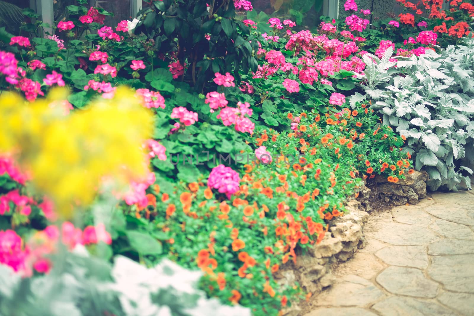blooming flower plant in botany garden park
