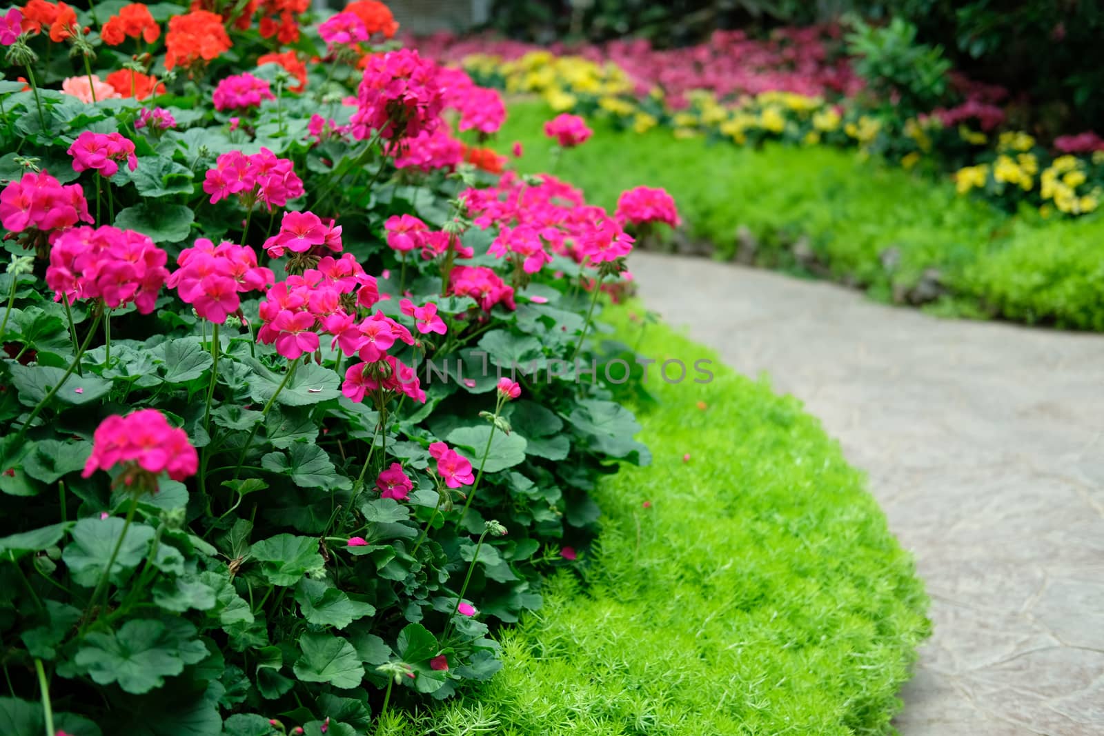 blooming flower plant in botany garden park