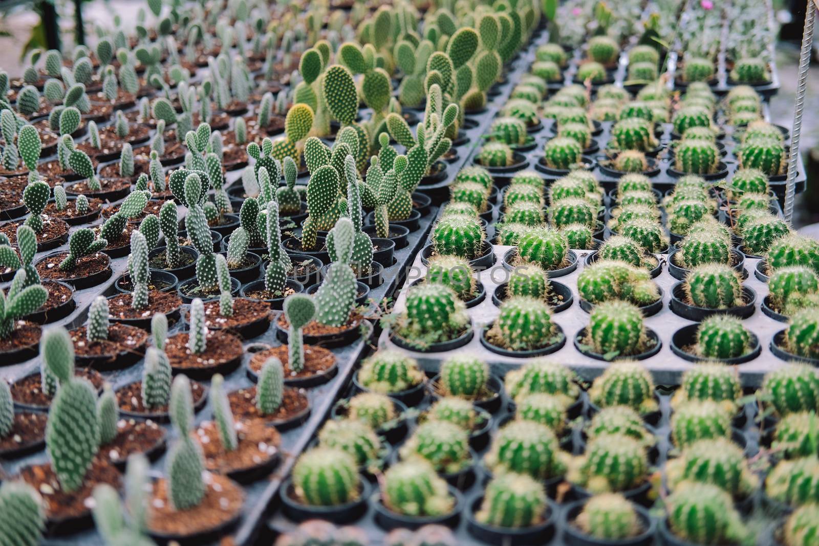 growing succulent cactus plant in pot. cactus plantation in farm
