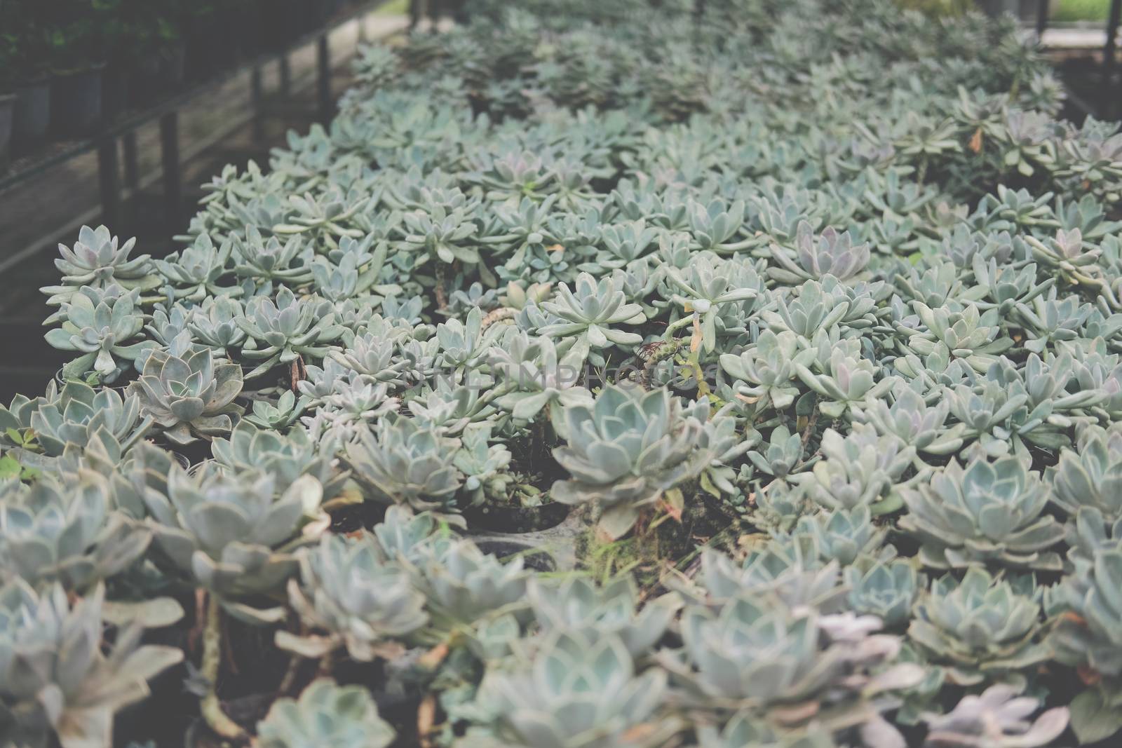growing echeveria succulent plant in farm. echeveria plantation