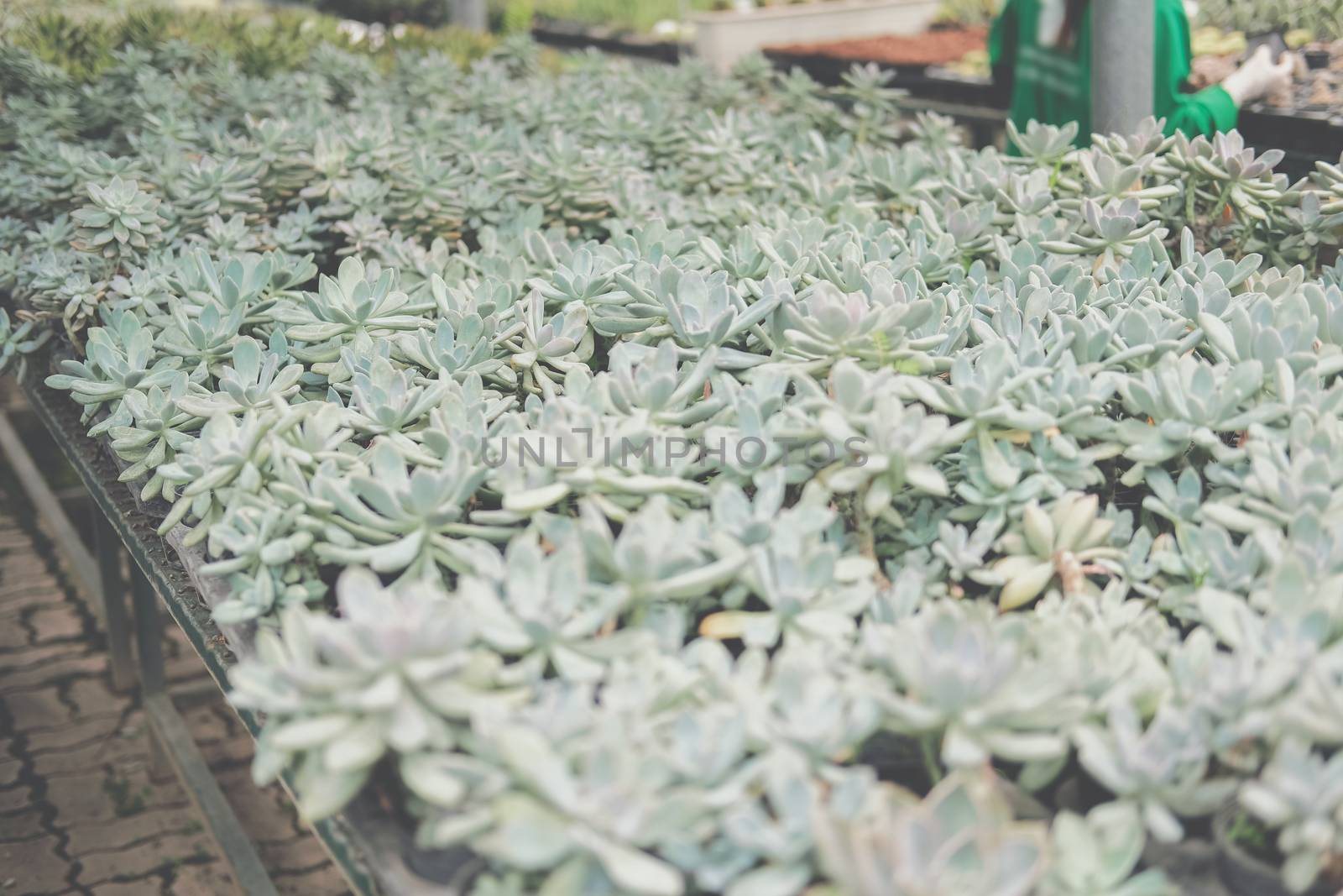 growing echeveria succulent plant in farm. echeveria plantation