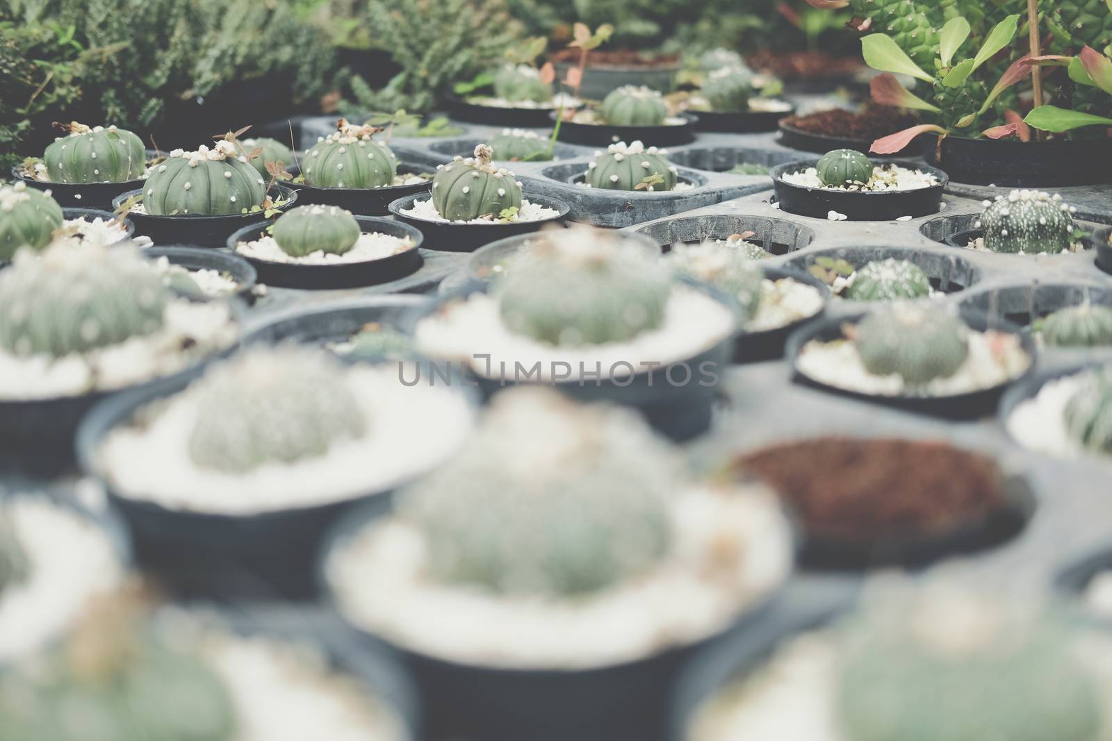 growing succulent cactus plant in pot. cactus plantation in farm