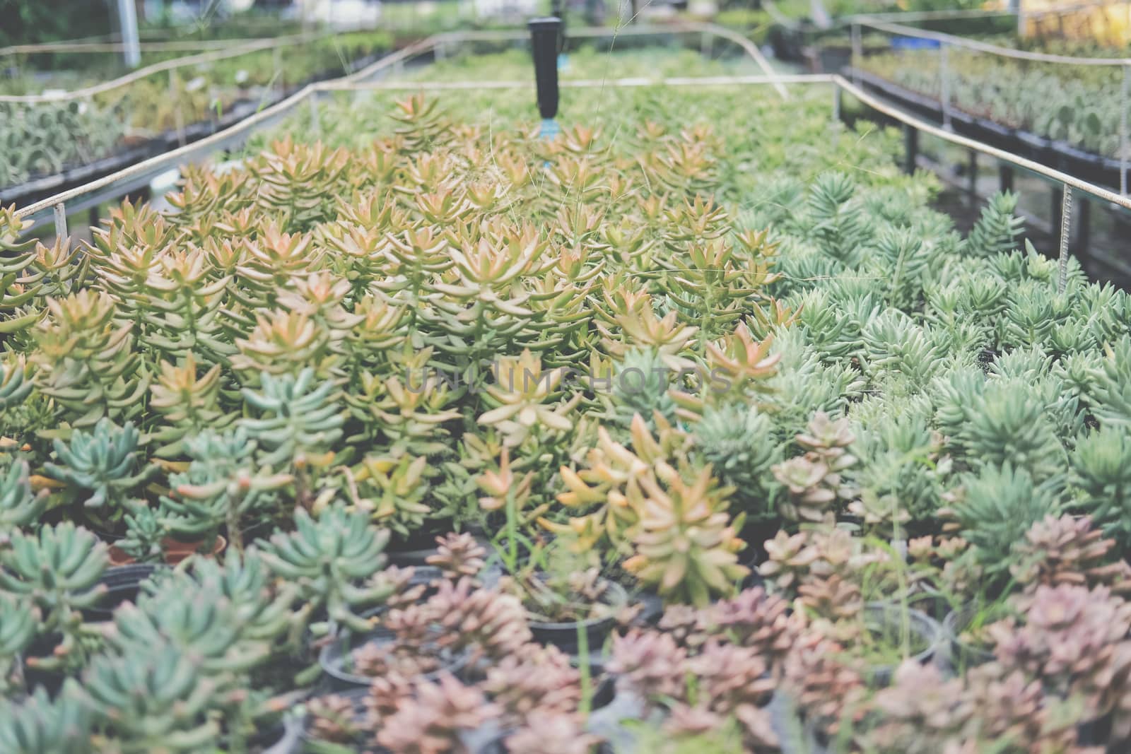 growing sedum succulent plant in farm. sedum plantation