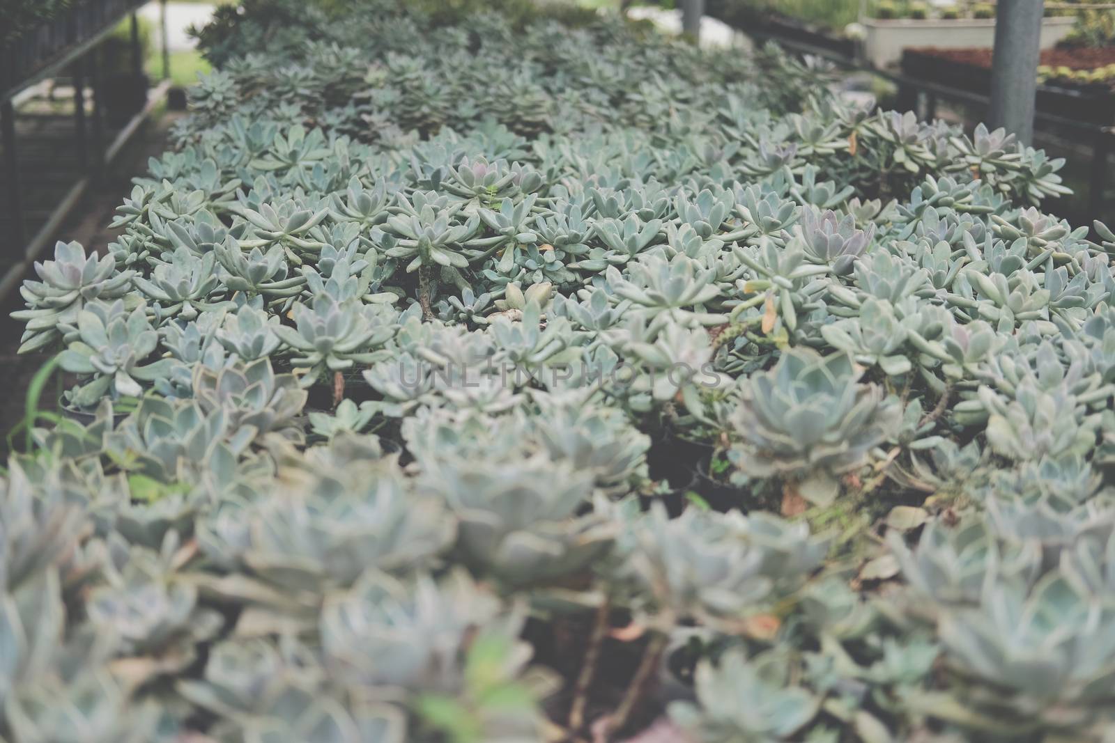 growing echeveria succulent plant in farm. echeveria plantation