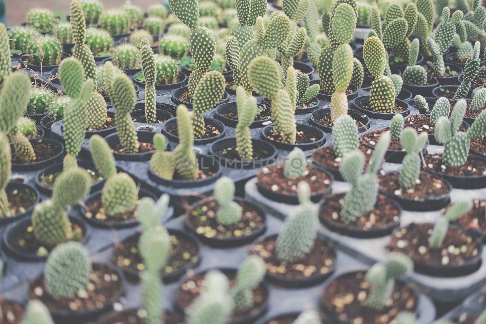 growing succulent cactus plant in pot. cactus plantation in farm