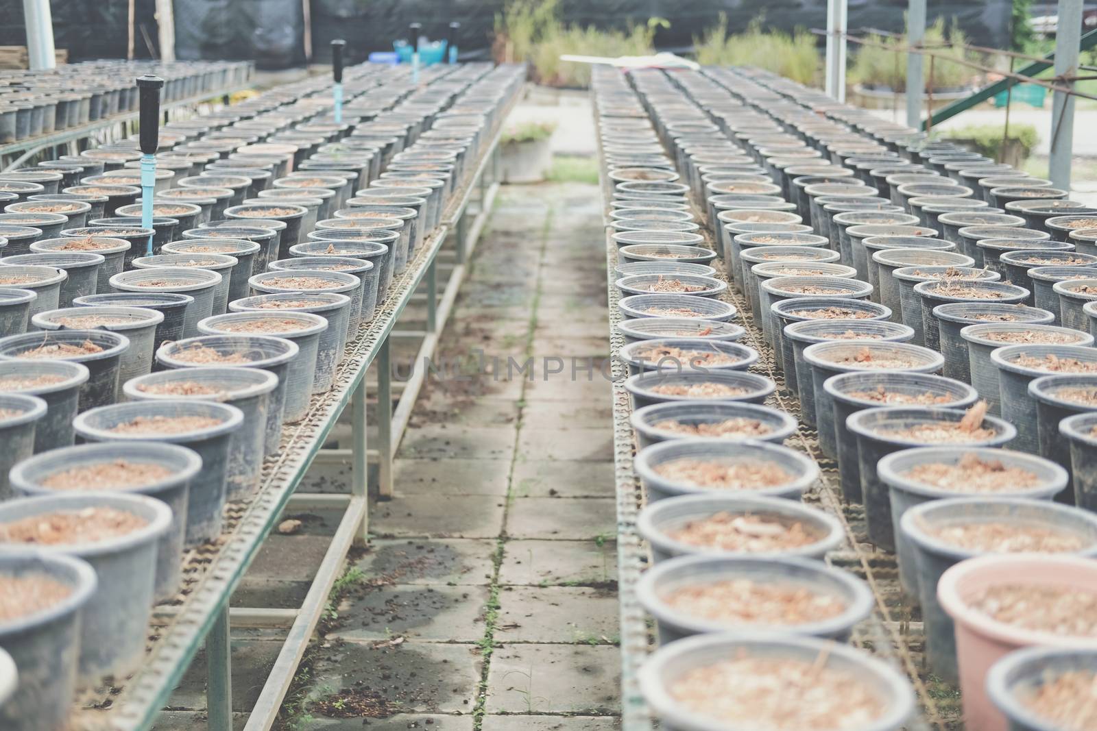 soil & fertilizer in planting pot for growing transplanting plant seedling in farm