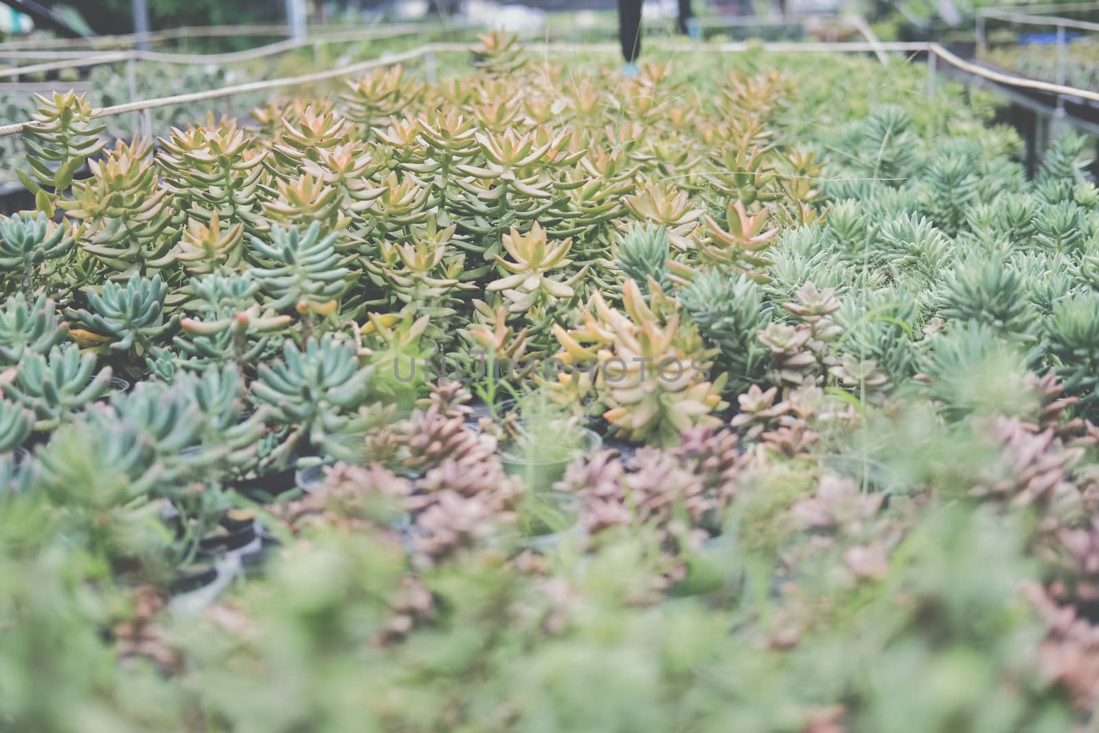 growing sedum succulent plant in farm. sedum plantation