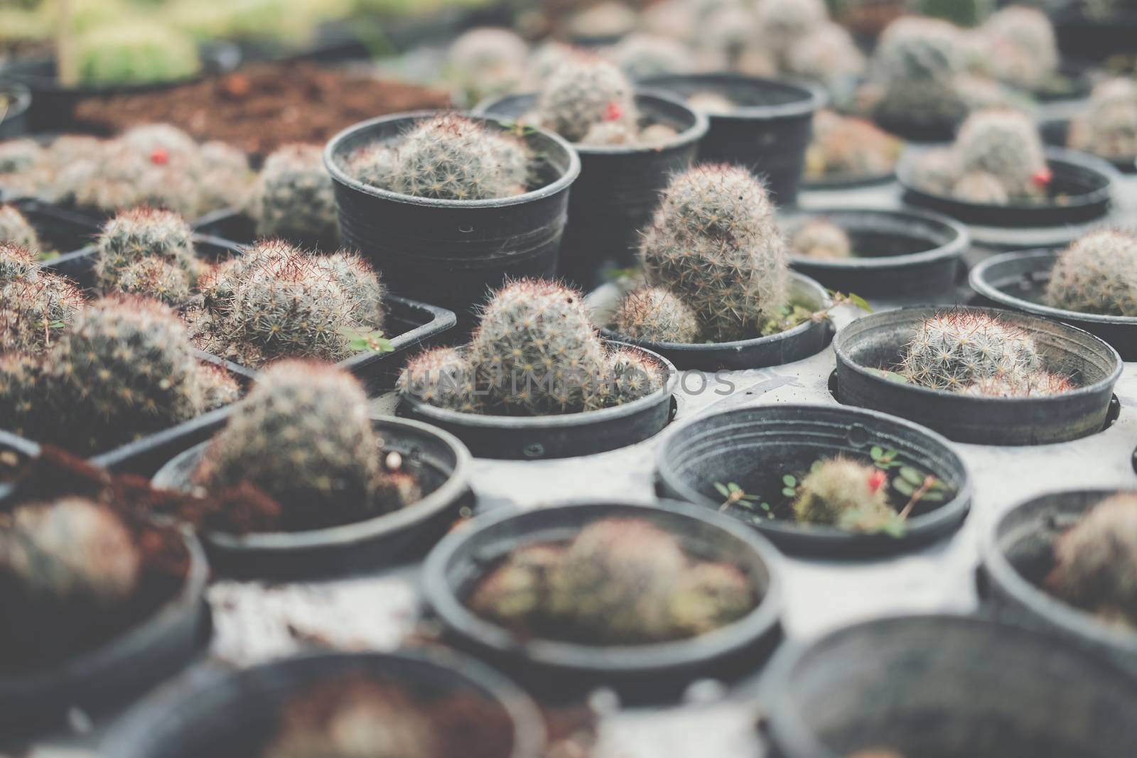 growing succulent cactus plant in pot. cactus plantation in farm