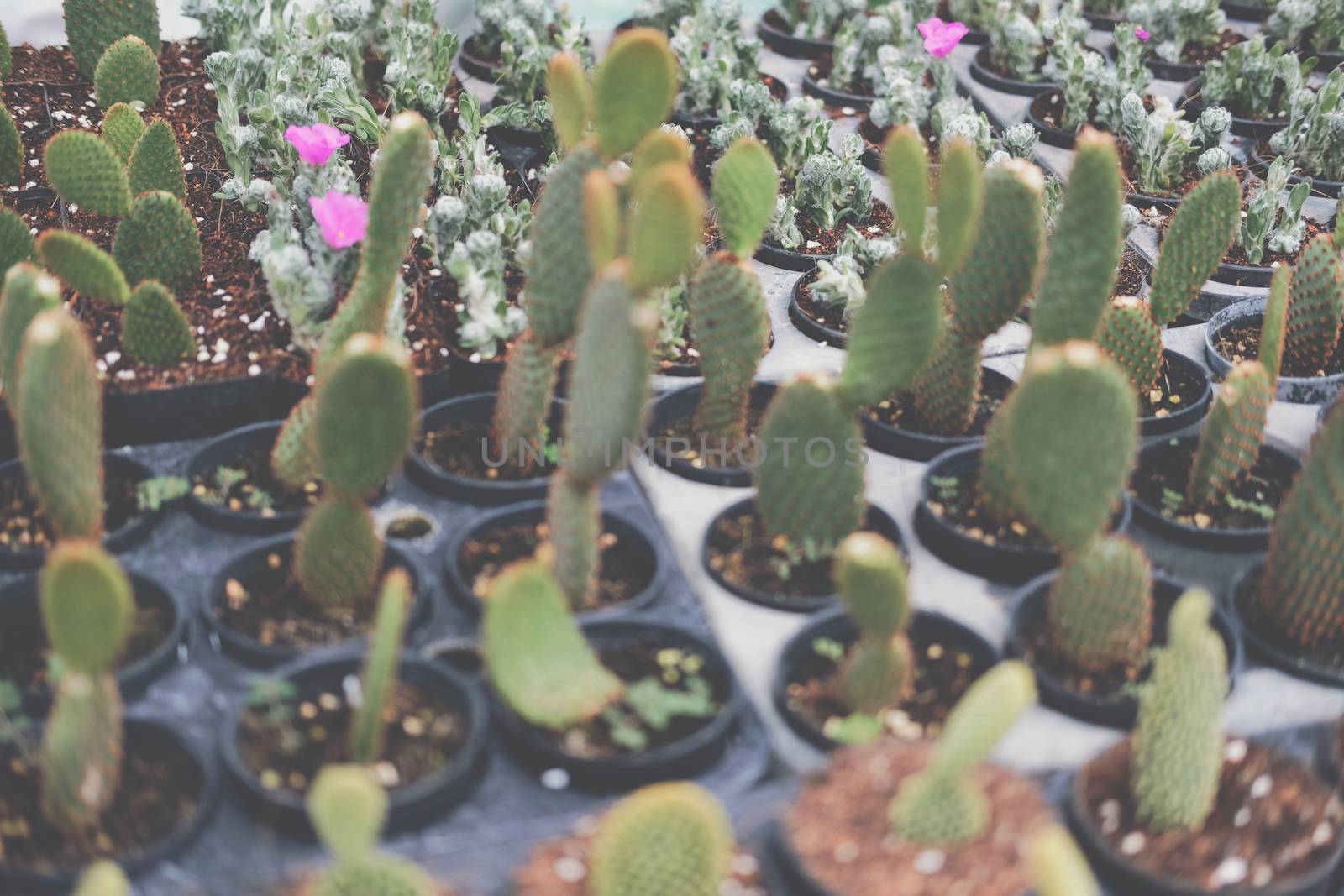 growing succulent cactus plant in pot. cactus plantation in farm