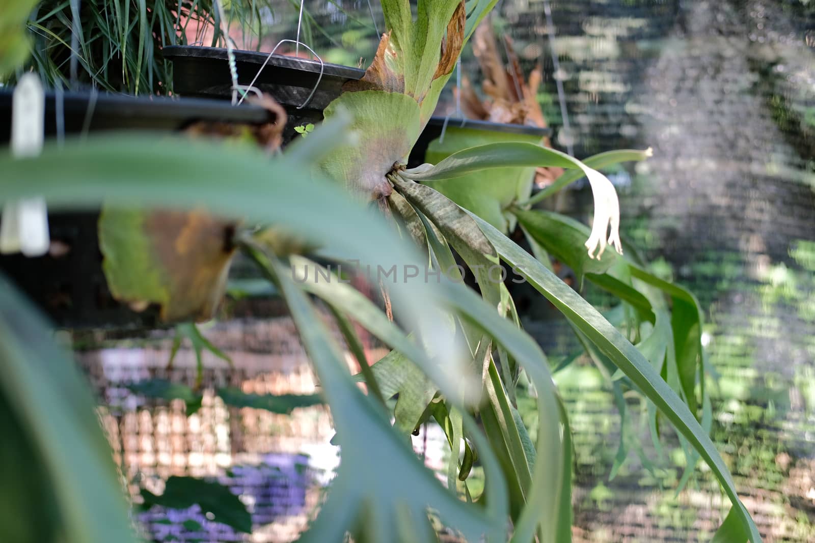 sida basket (Aristolochia indica)  tropical forest plant growing in garden
