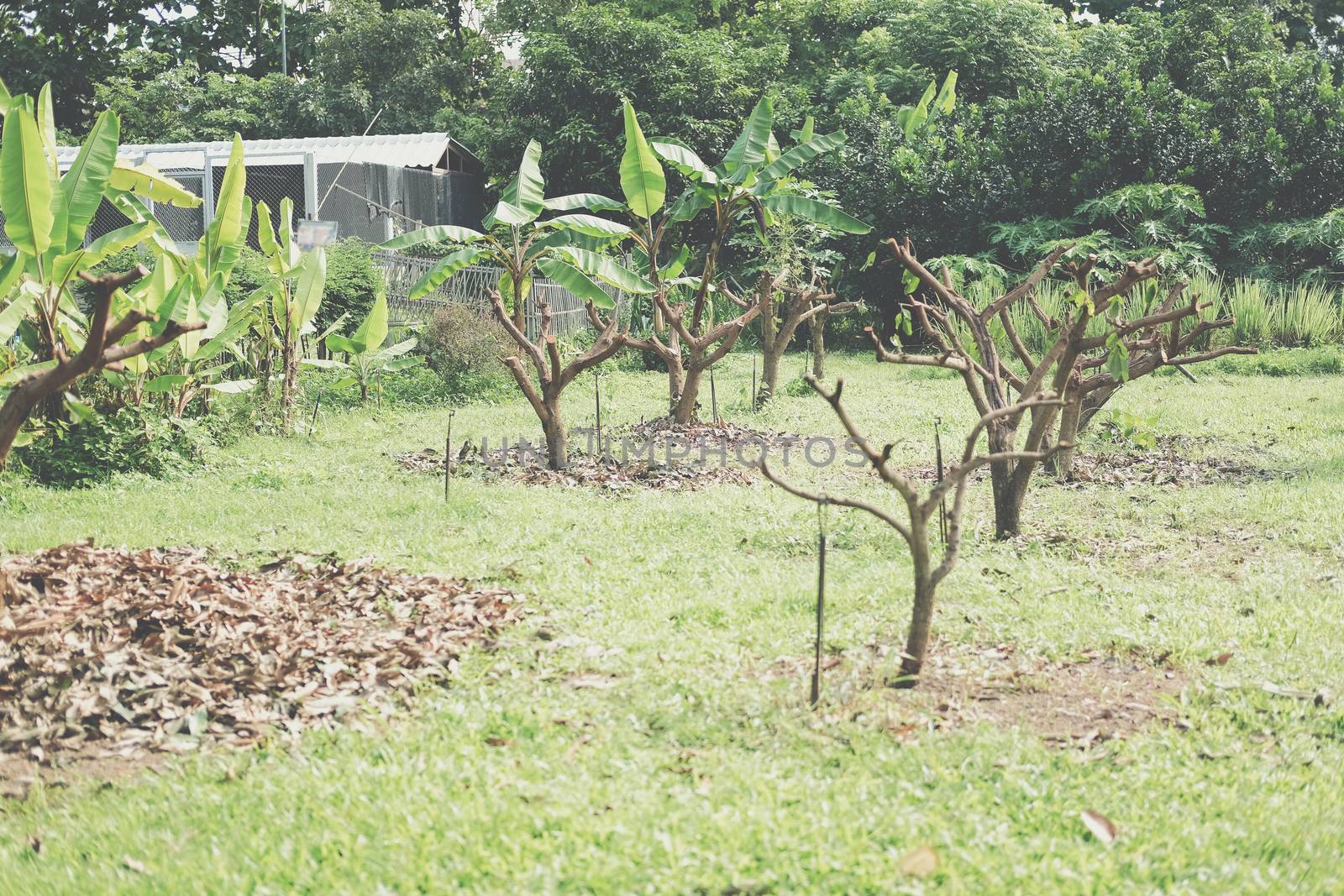 Pruning Training Tree. Garden orchard Maintenance
