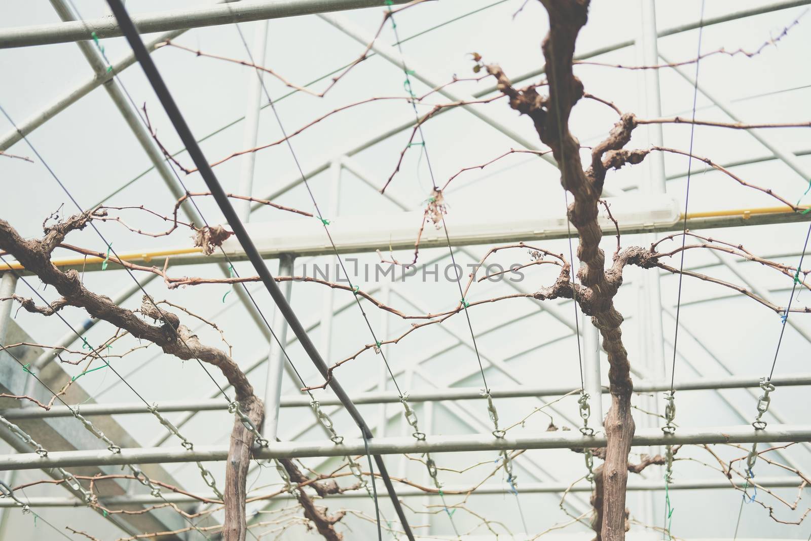 Pruning Training Grape Fruit Plant Tree. Garden orchard Maintenance