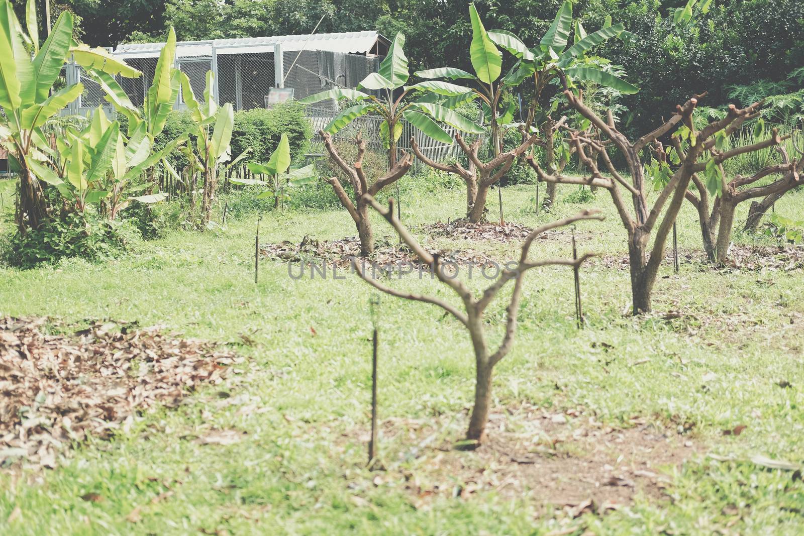 Pruning Training Tree. Garden orchard Maintenance
