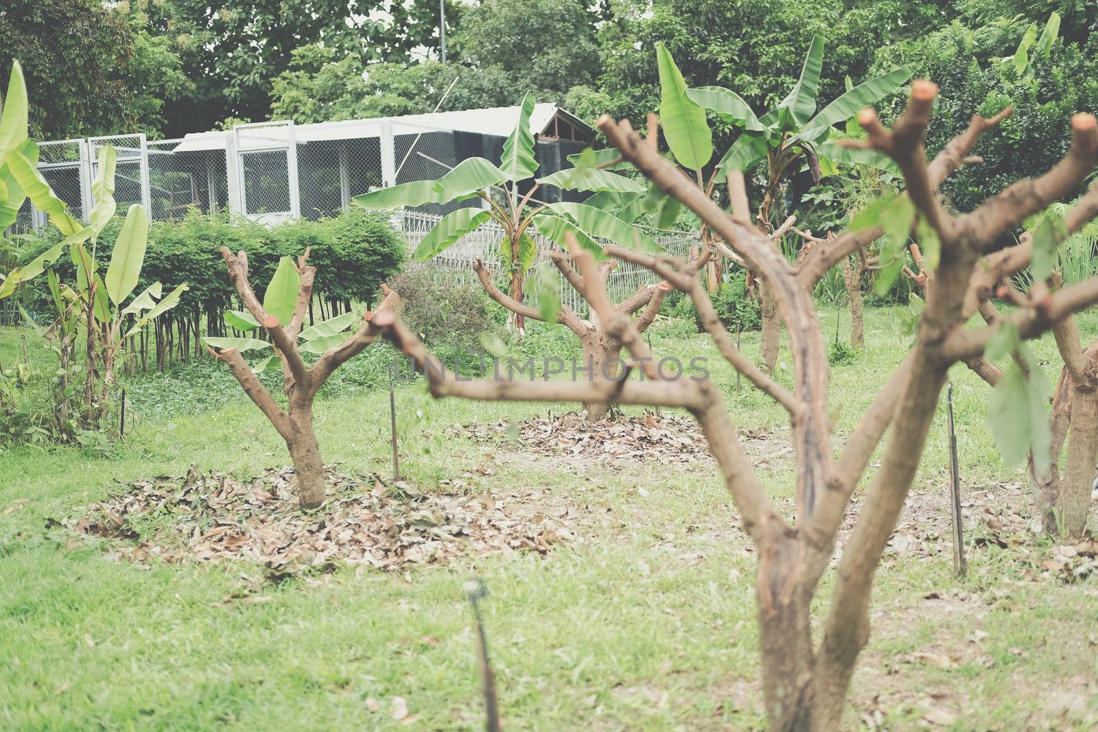 Pruning Training Tree. Garden orchard Maintenance