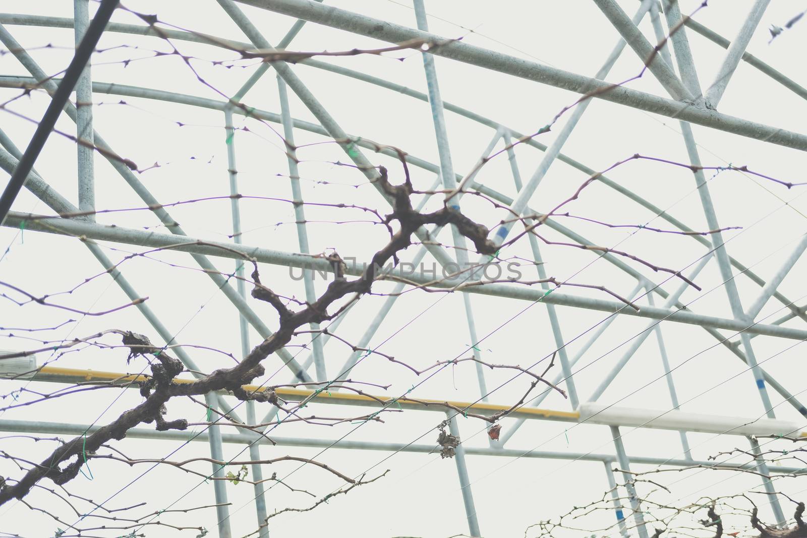 Pruning Training Grape Fruit Plant Tree. Garden orchard Maintenance