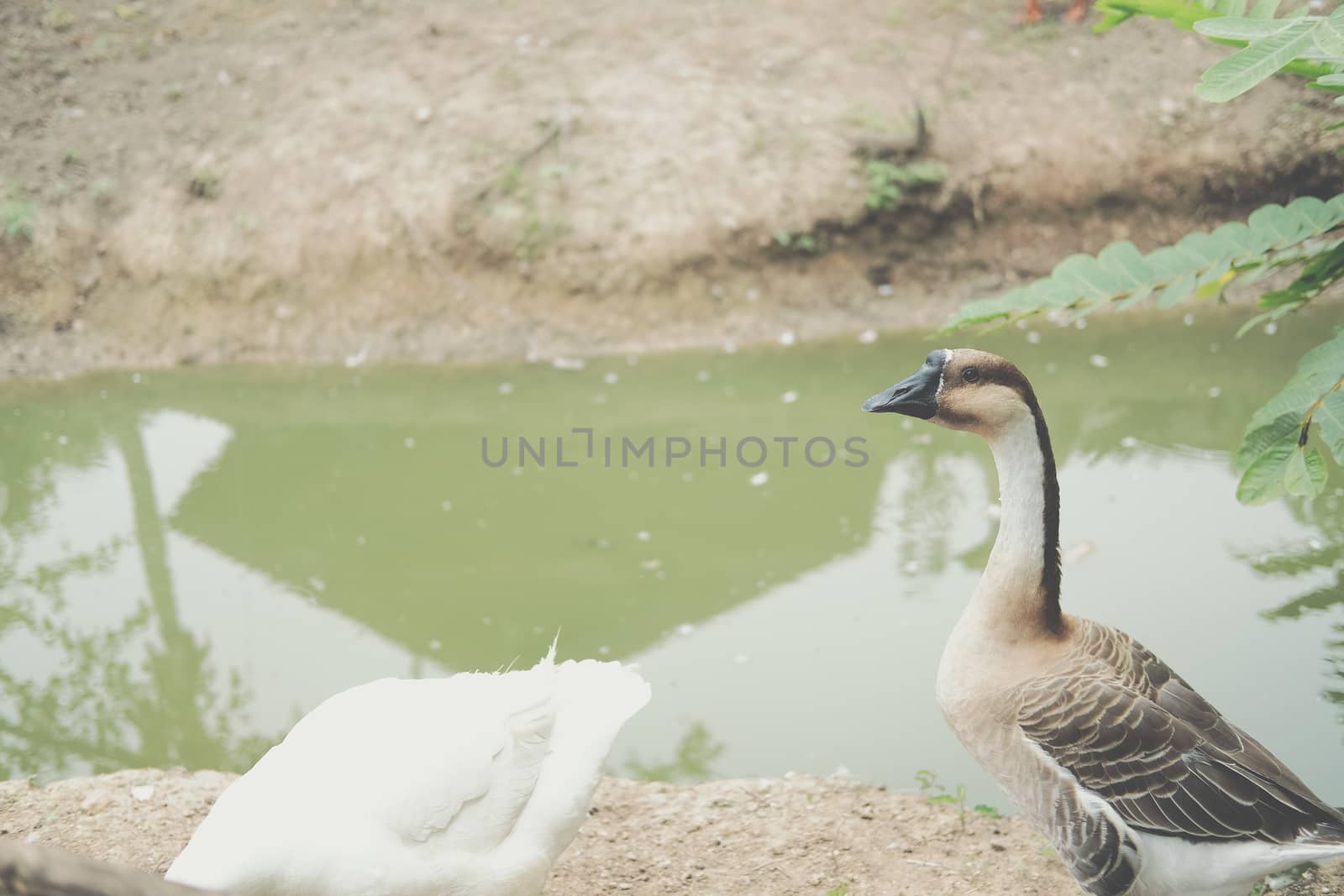 brown goose near water pond in farm