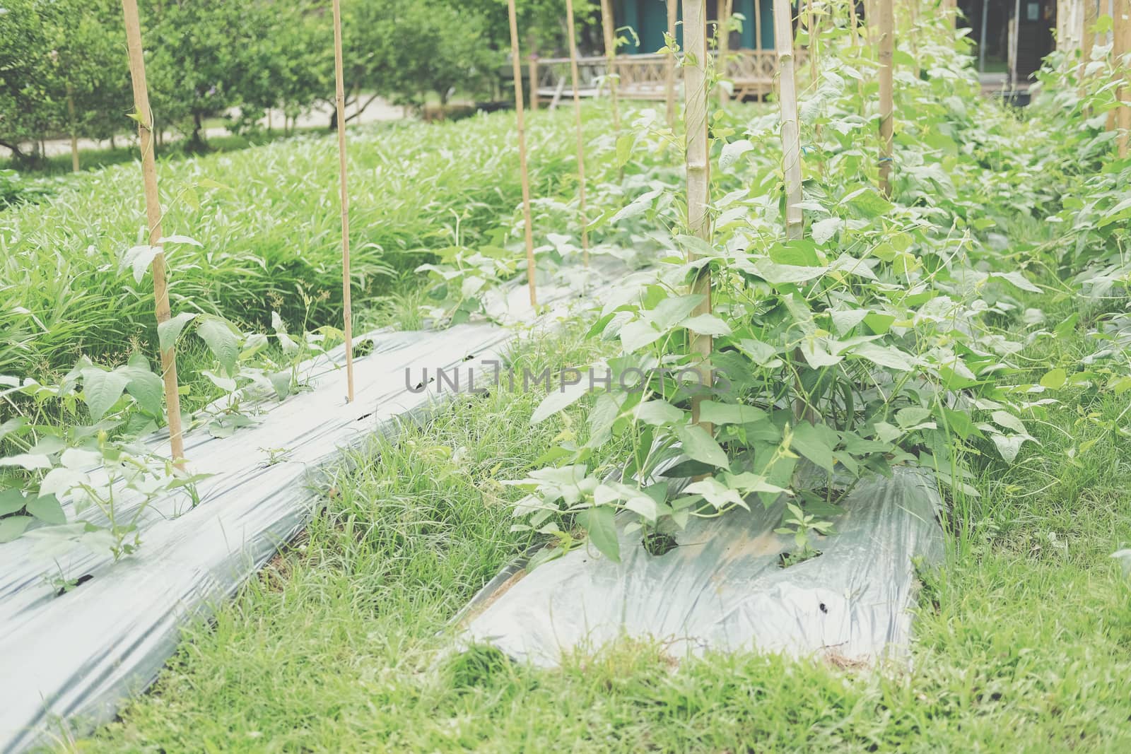 vegetable plant growing in garden farm