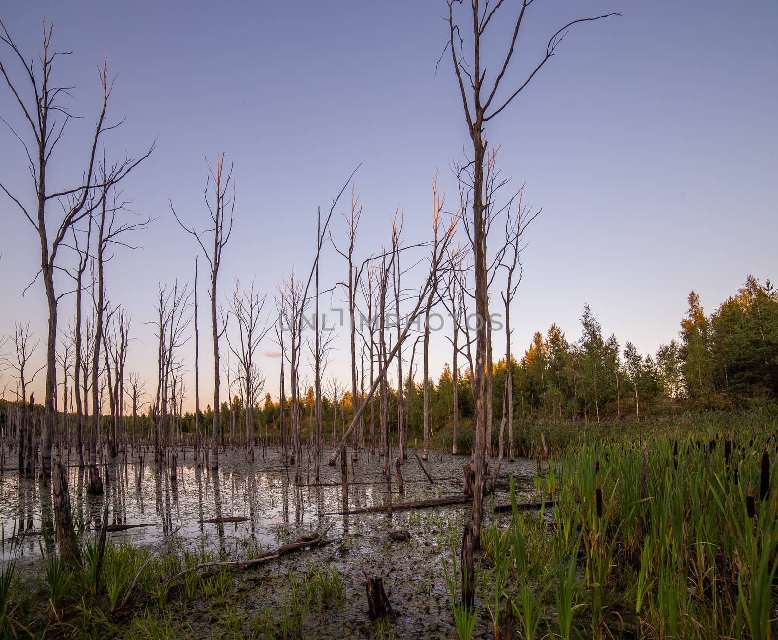 morning in summer swamp with vertical dry gray straight dead tree trunks.