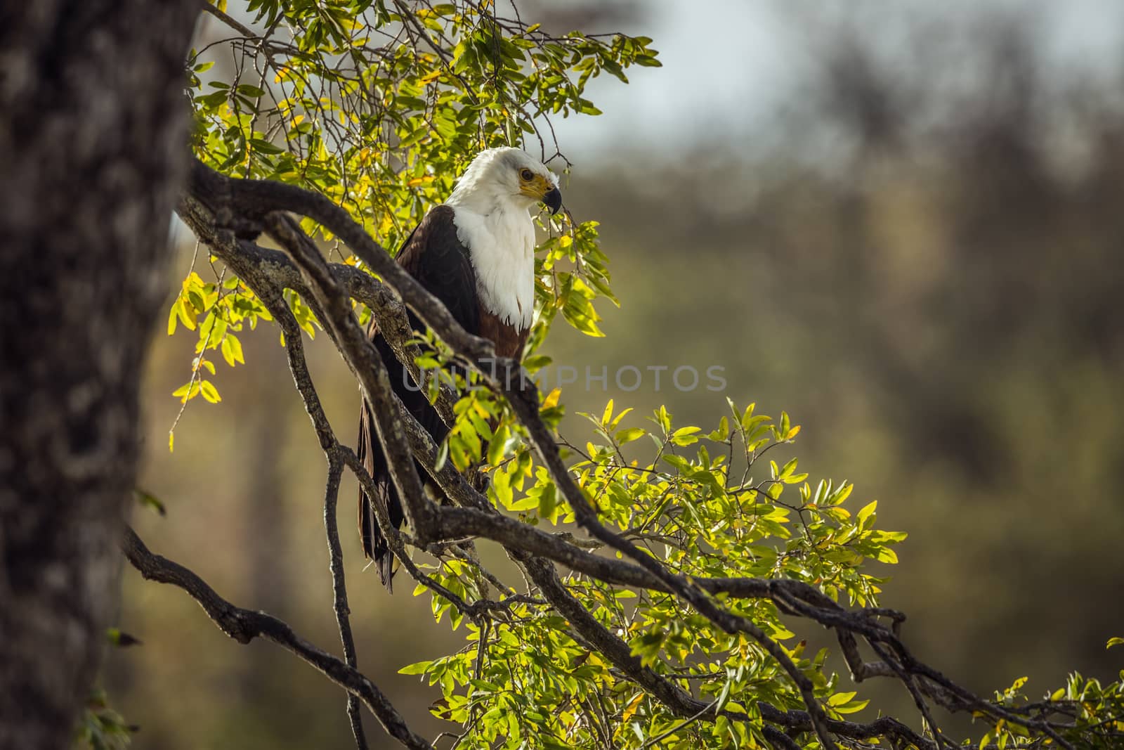 African fish eagle standing in branch in backlit in Kruger National park, South Africa ; Specie Haliaeetus vocifer family of Accipitridae