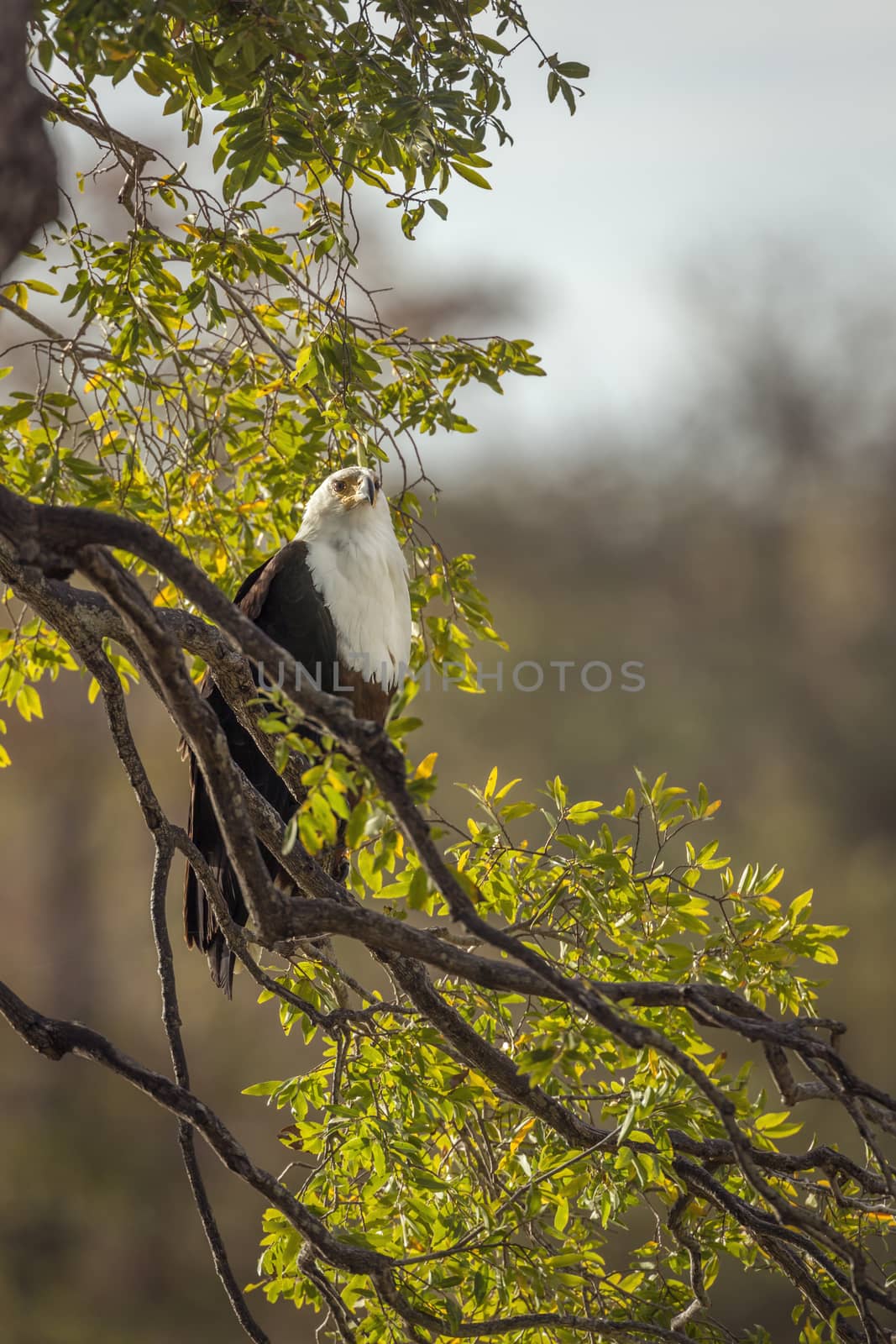 African fish eagle standing in branch in backlit in Kruger National park, South Africa ; Specie Haliaeetus vocifer family of Accipitridae