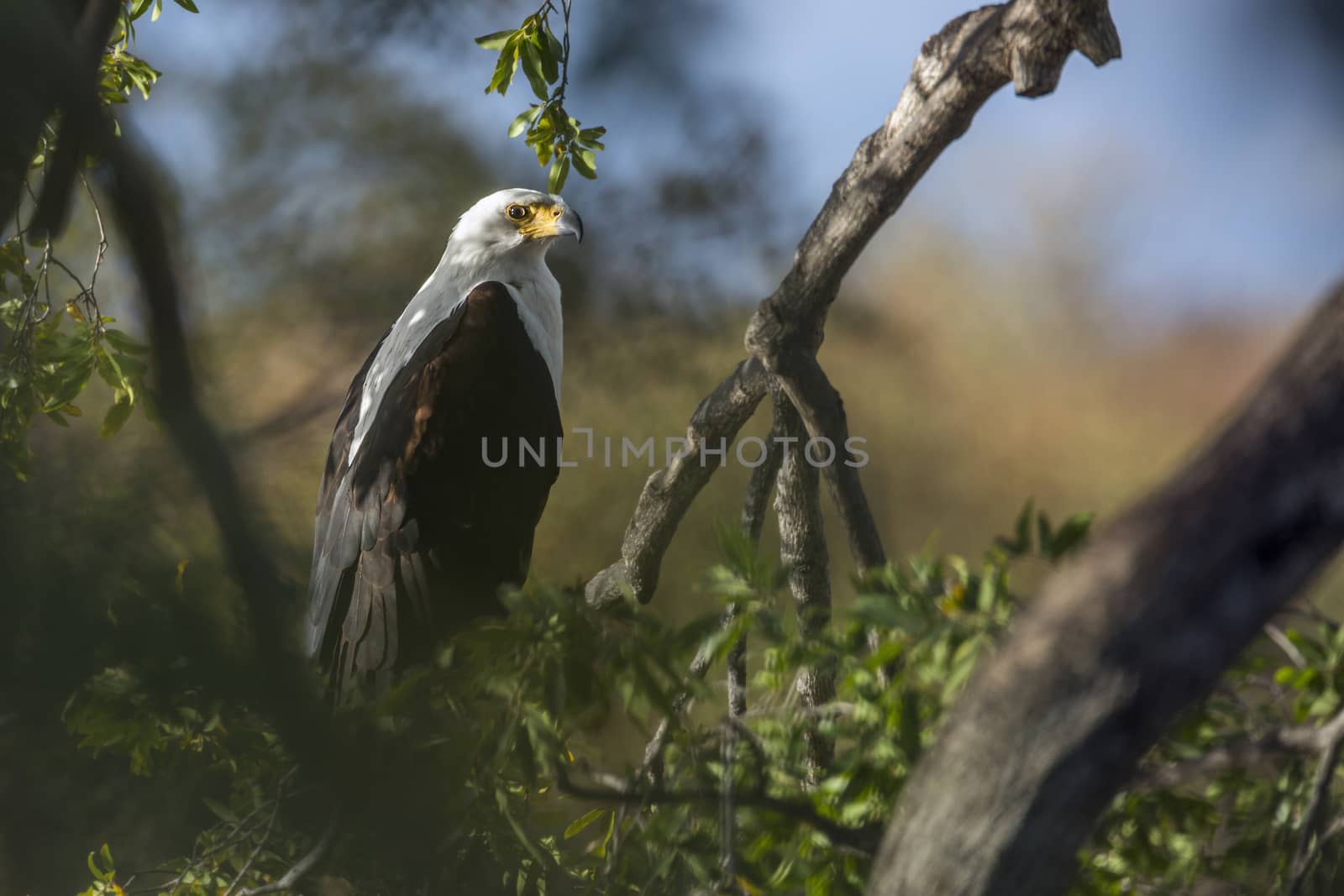 African fish eagle in Kruger National park, South Africa ; Specie Haliaeetus vocifer family of Accipitridae