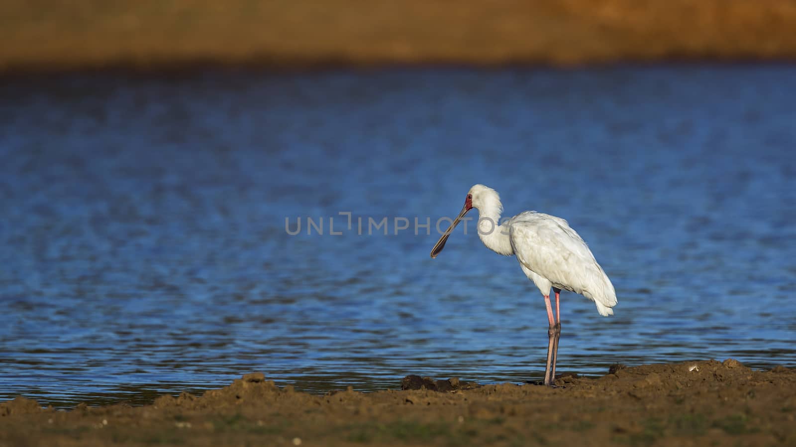 African spoonbill along the river in Kruger National park, South Africa ; Specie Platalea alba family of Threskiornithidae