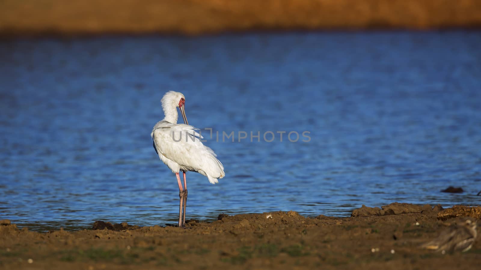 African spoonbill along the river in Kruger National park, South Africa ; Specie Platalea alba family of Threskiornithidae