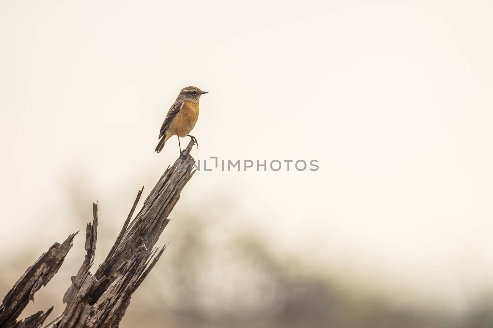 African stonechat in Kruger National park, South Africa by PACOCOMO