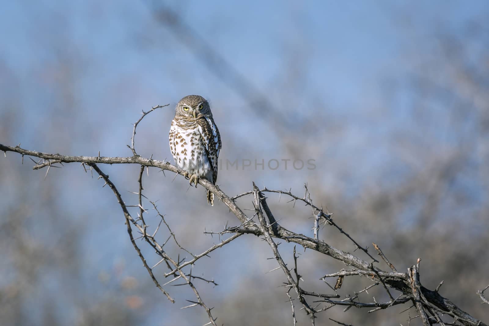 African barred owlet in day time isolated in natural background in Kruger National park, South Africa ; Specie Glaucidium capense family of Strigidae