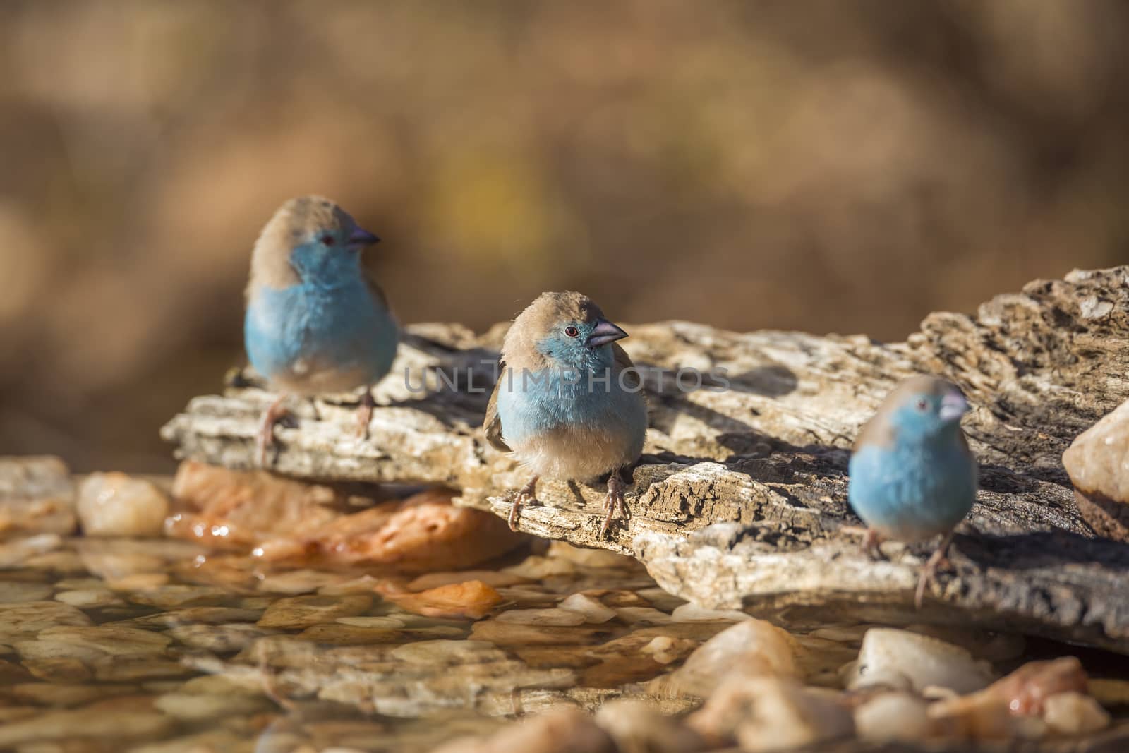 Three Blue-breasted Cordonbleu at waterhole in Kruger National park, South Africa ; Specie Uraeginthus angolensis family of Estrildidae