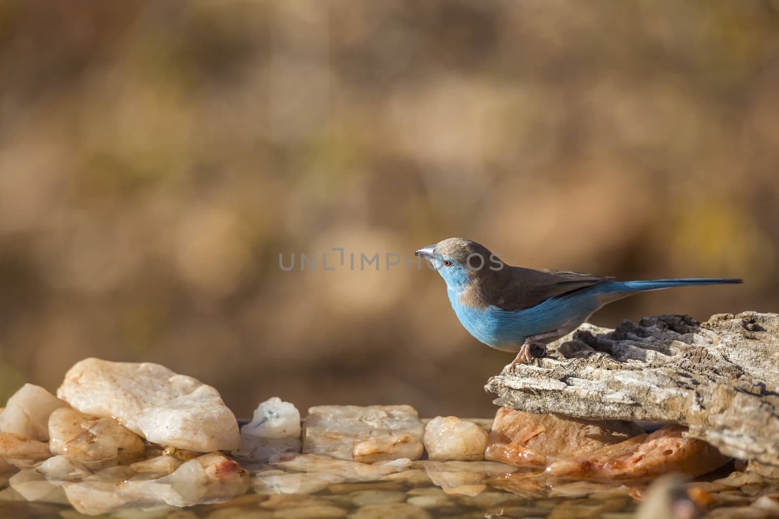 Blue-breasted Cordonbleu male at waterhole in Kruger National park, South Africa ; Specie Uraeginthus angolensis family of Estrildidae
