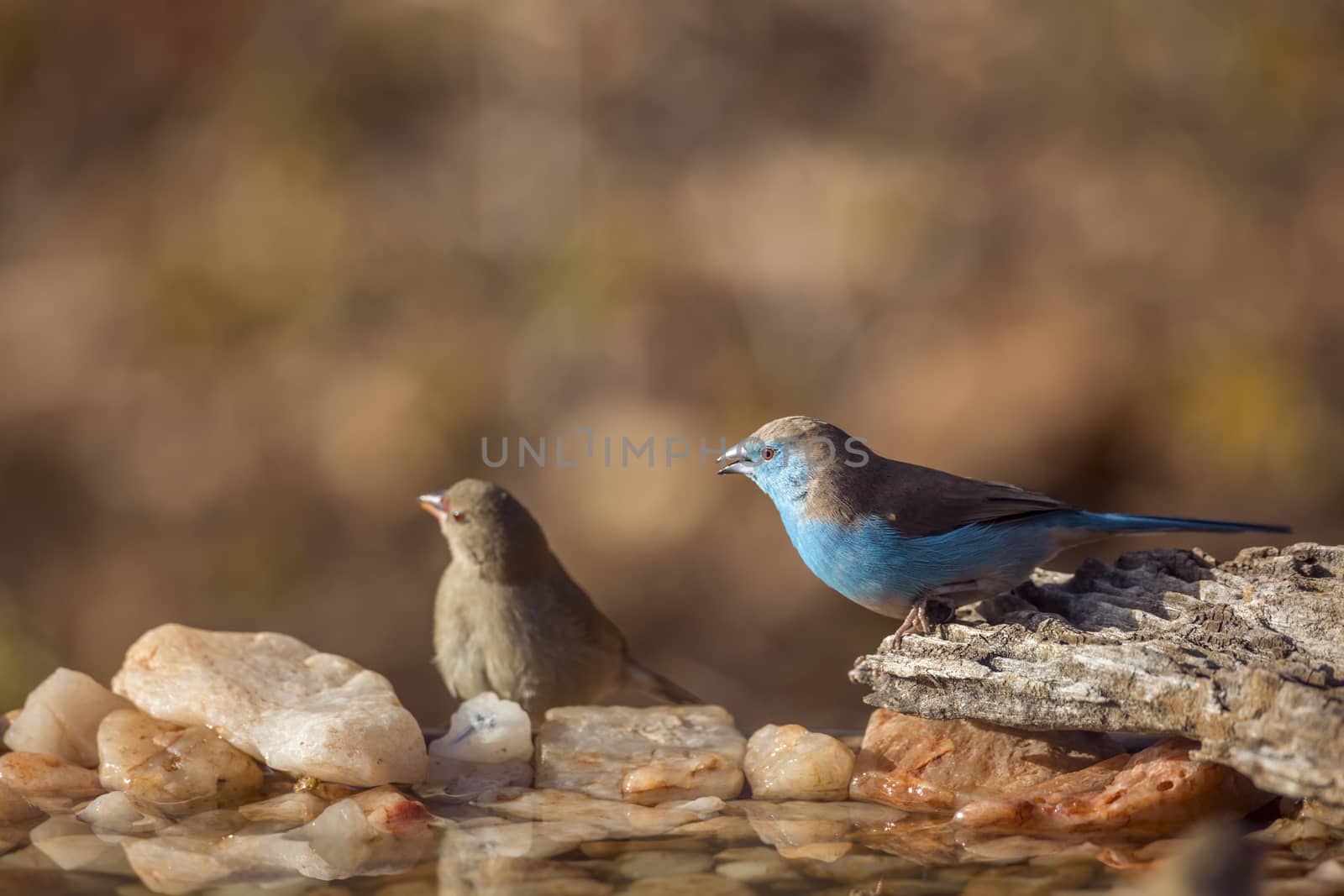 Blue-breasted Cordonbleu male at waterhole in Kruger National park, South Africa ; Specie Uraeginthus angolensis family of Estrildidae