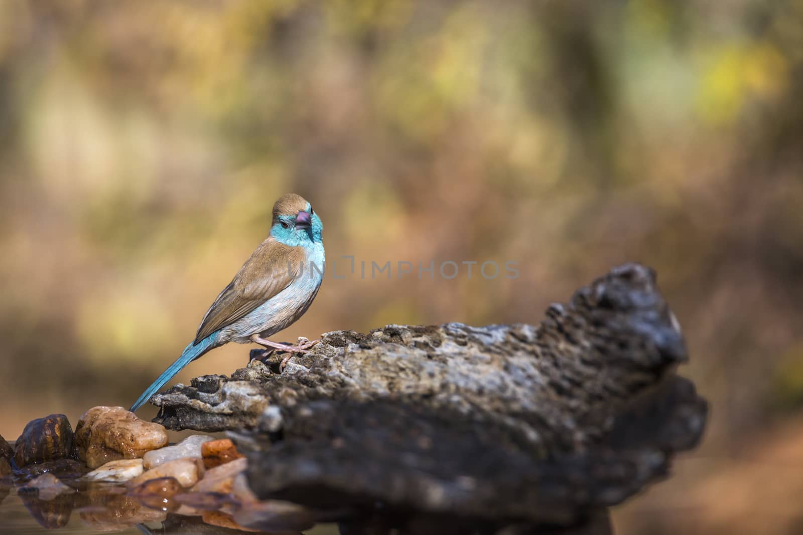 Blue-breasted Cordonbleu isolated in natural background in Kruger National park, South Africa ; Specie Uraeginthus angolensis family of Estrildidae