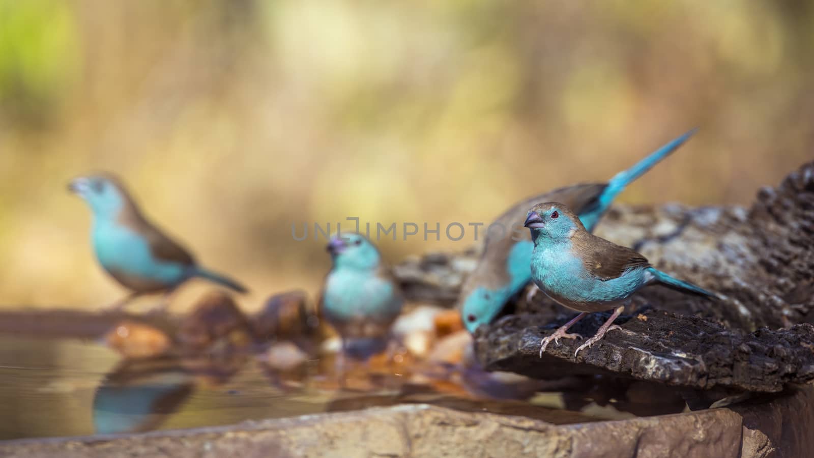Group of Blue-breasted Cordonbleu drinking at waterpond in Kruger National park, South Africa ; Specie Uraeginthus angolensis family of Estrildidae