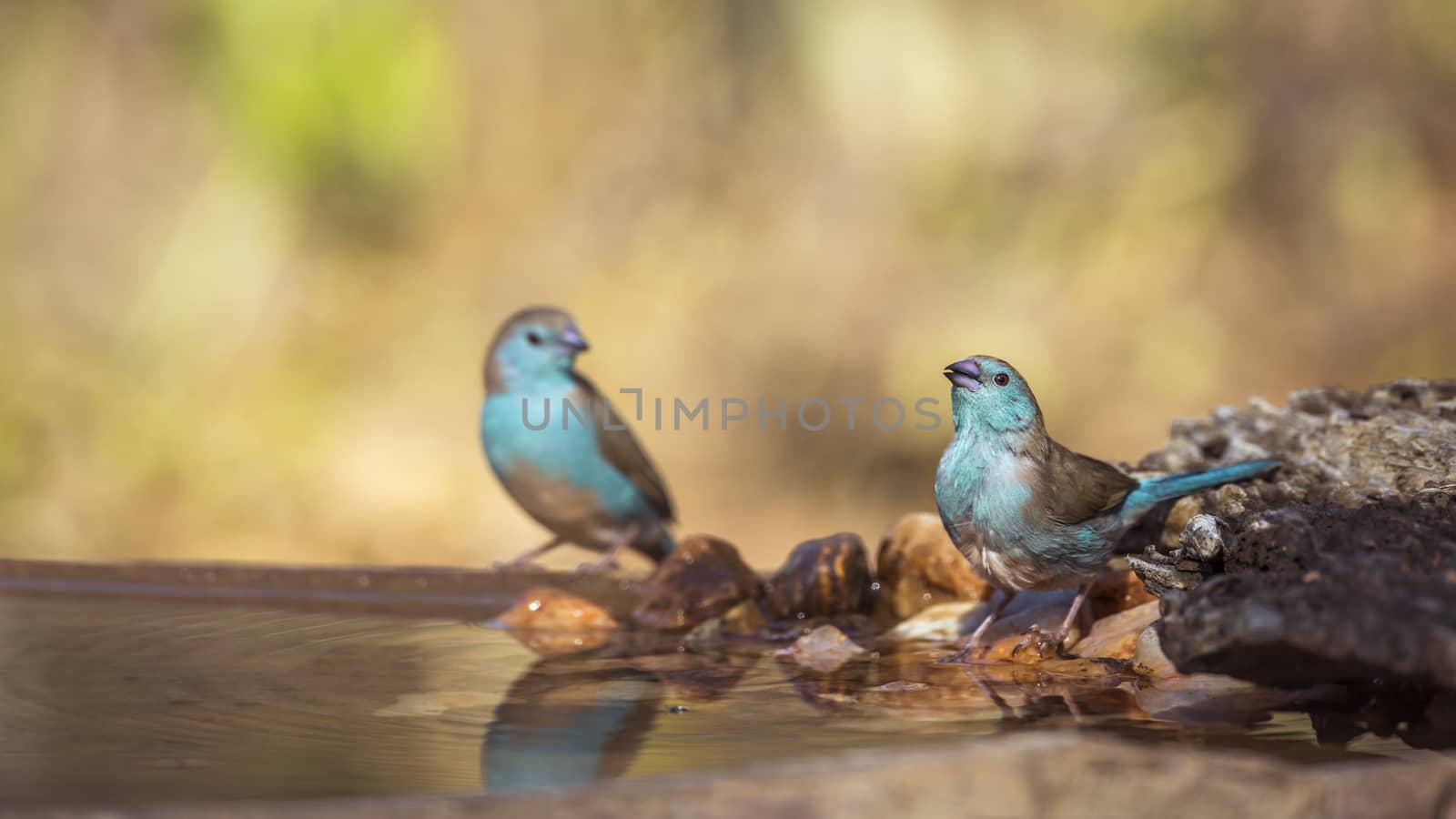 Two Blue-breasted Cordonbleu drinking at waterpond in Kruger National park, South Africa ; Specie Uraeginthus angolensis family of Estrildidae