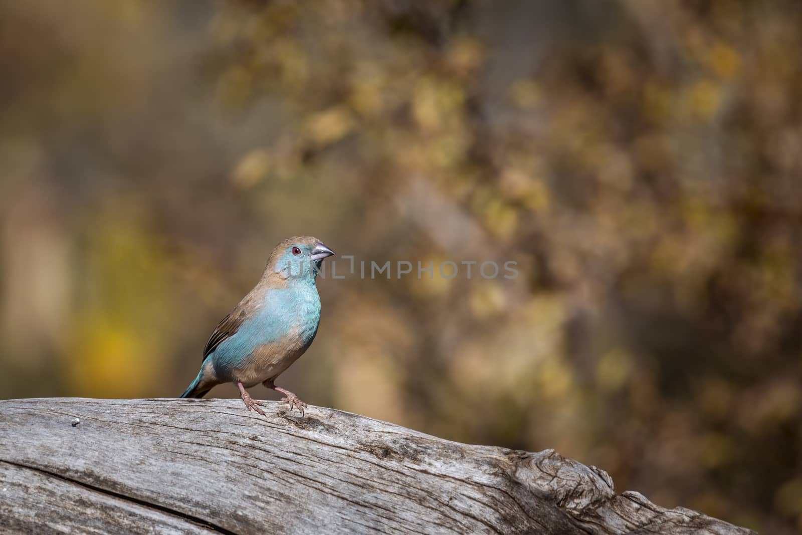 Blue-breasted Cordonbleu isolated in blur natural background in Kruger National park, South Africa ; Specie Uraeginthus angolensis family of Estrildidae