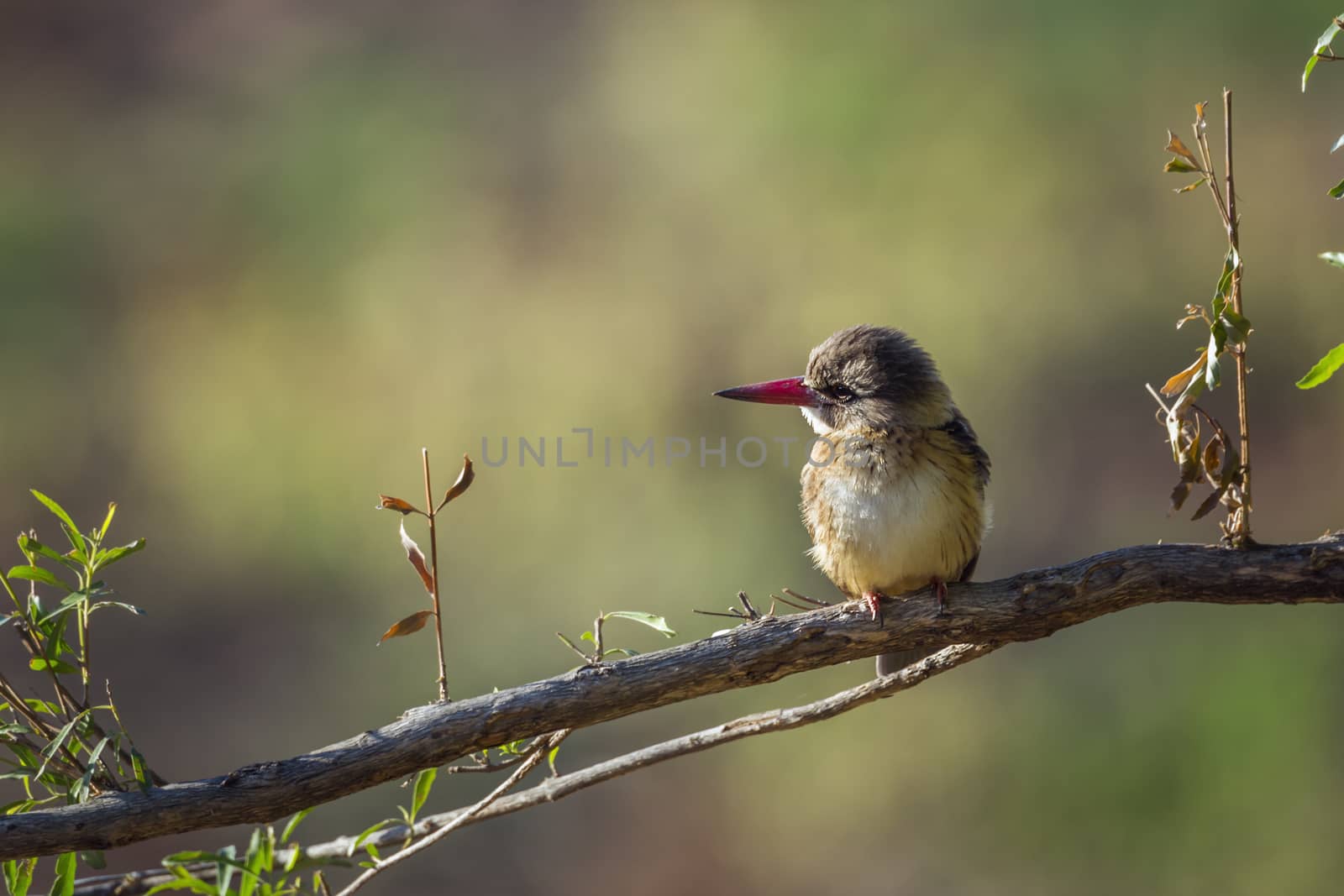 Brown-hooded Kingfisher on a branch isolated in natural background in Kruger National park, South Africa ; Specie Halcyon albiventris family of Alcedinidae