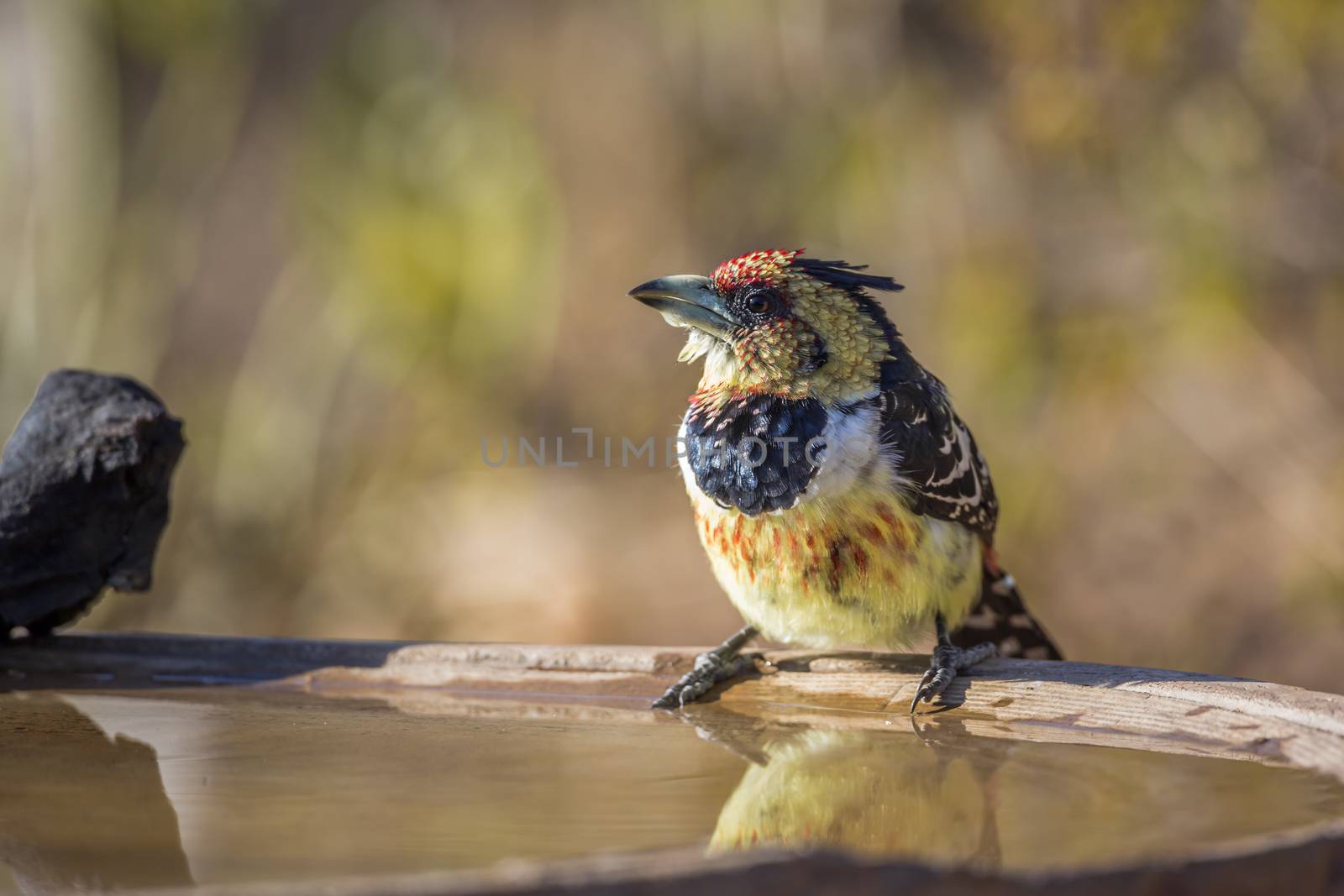 Crested Barbet standing at water pond in Kruger National park, South Africa ; Specie Trachyphonus vaillantii family of Ramphastidae