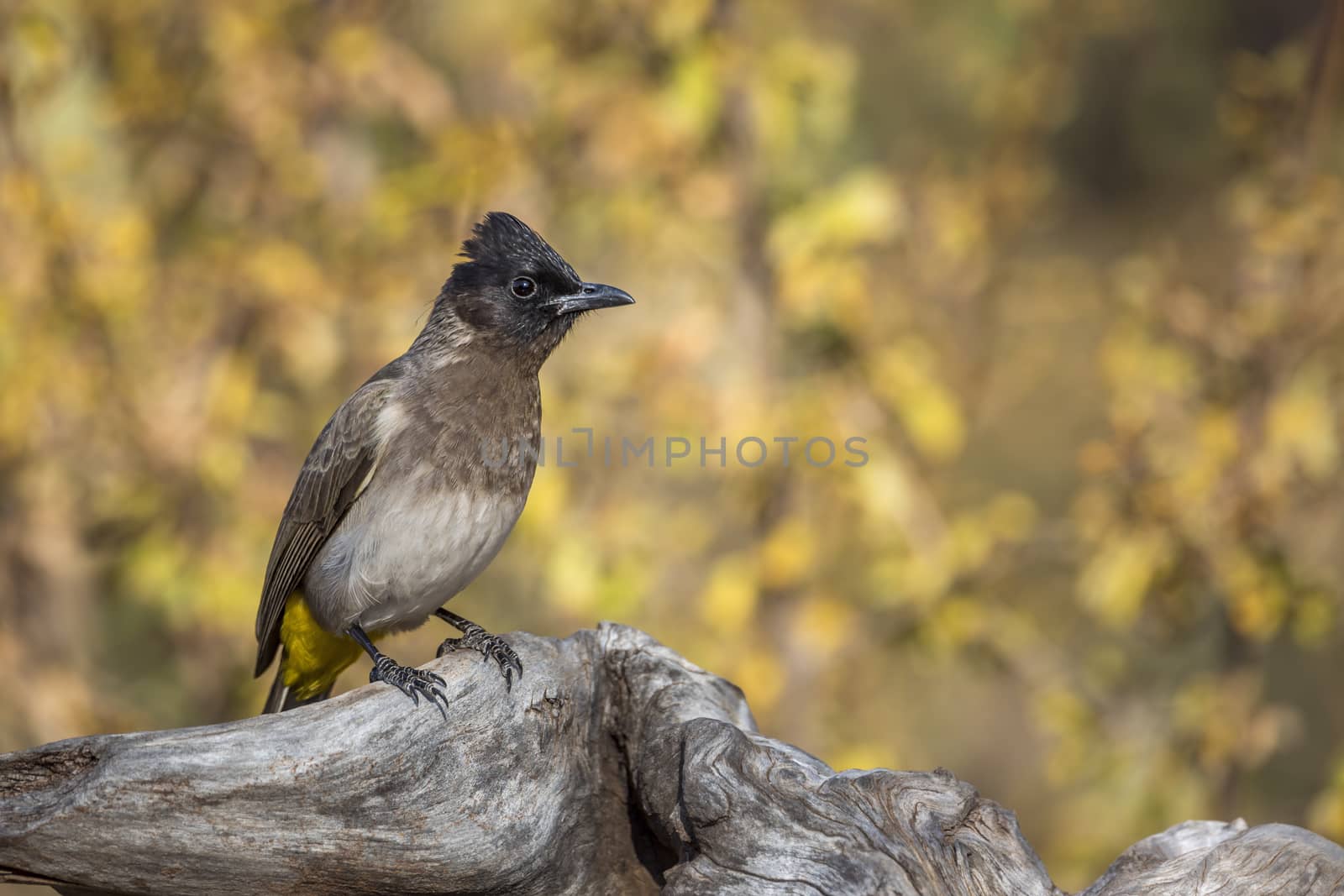 Dark capped Bulbul standing on log isolated in natural background in Kruger National park, South Africa ; Specie Pycnonotus tricolor family of Pycnonotidae