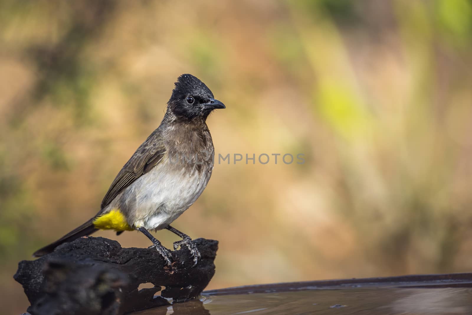 Dark capped Bulbul standing at water pond in Kruger National park, South Africa ; Specie Pycnonotus tricolor family of Pycnonotidae