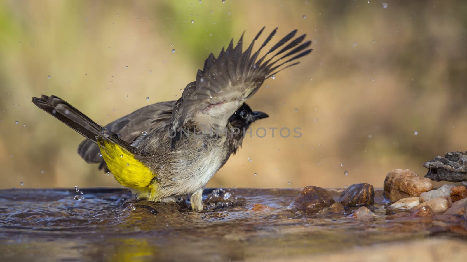 Dark capped Bulbul bathing in water pond in Kruger National park, South Africa ; Specie Pycnonotus tricolor family of Pycnonotidae