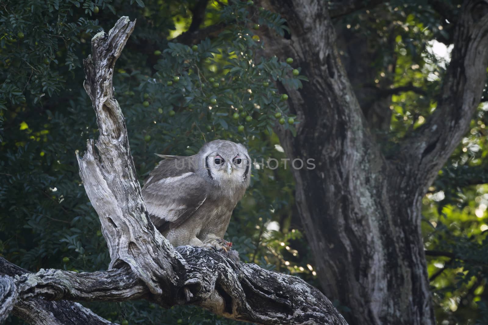 Verreaux Eagle-Owl standing on dead tree in Kruger National park, South Africa ; Specie Bubo lacteus family of Strigidae
