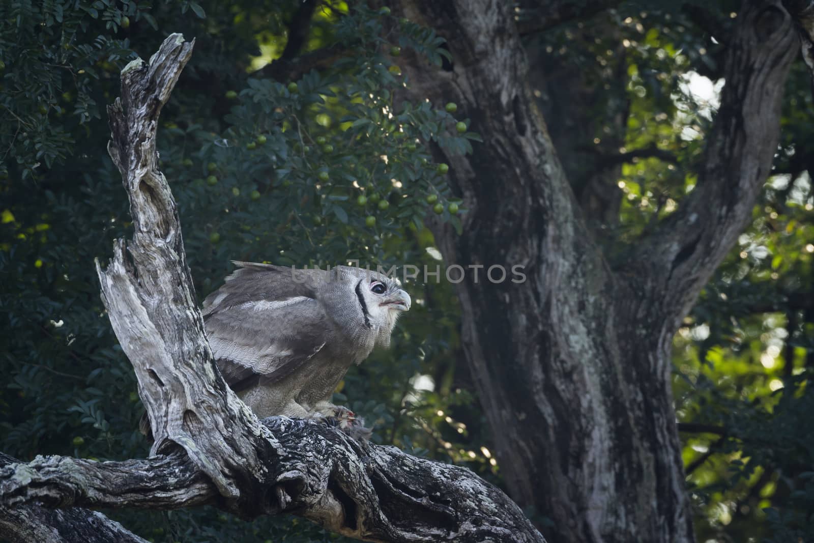 Verreaux Eagle-Owl standing on dead tree in Kruger National park, South Africa ; Specie Bubo lacteus family of Strigidae