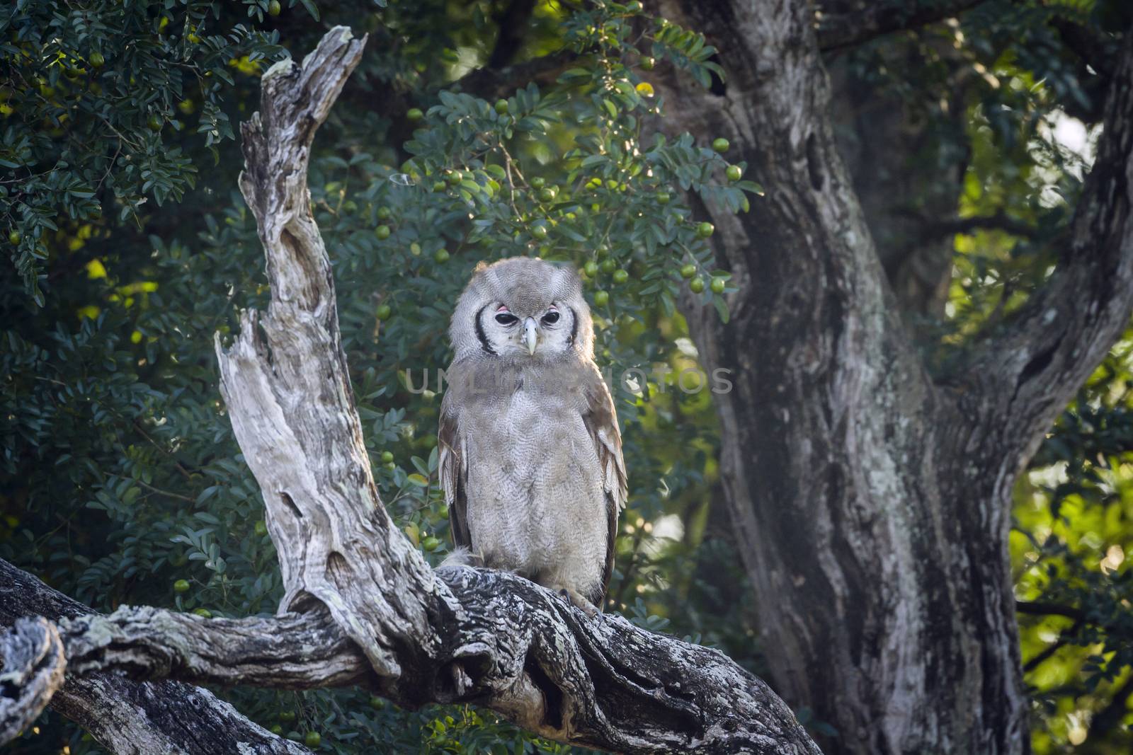 Verreaux Eagle-Owl standing in log at dawn in Kruger National park, South Africa ; Specie Bubo lacteus family of Strigidae
