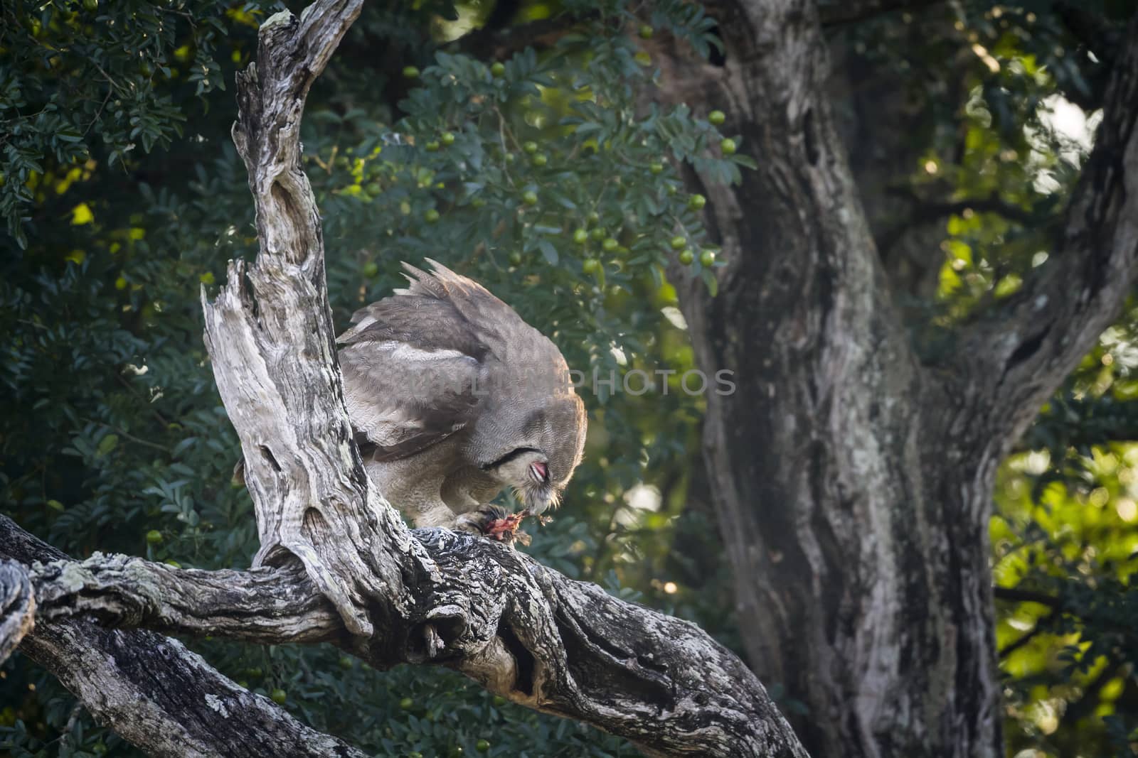 Verreaux Eagle-Owl eating a prey in Kruger National park, South Africa ; Specie Bubo lacteus family of Strigidae