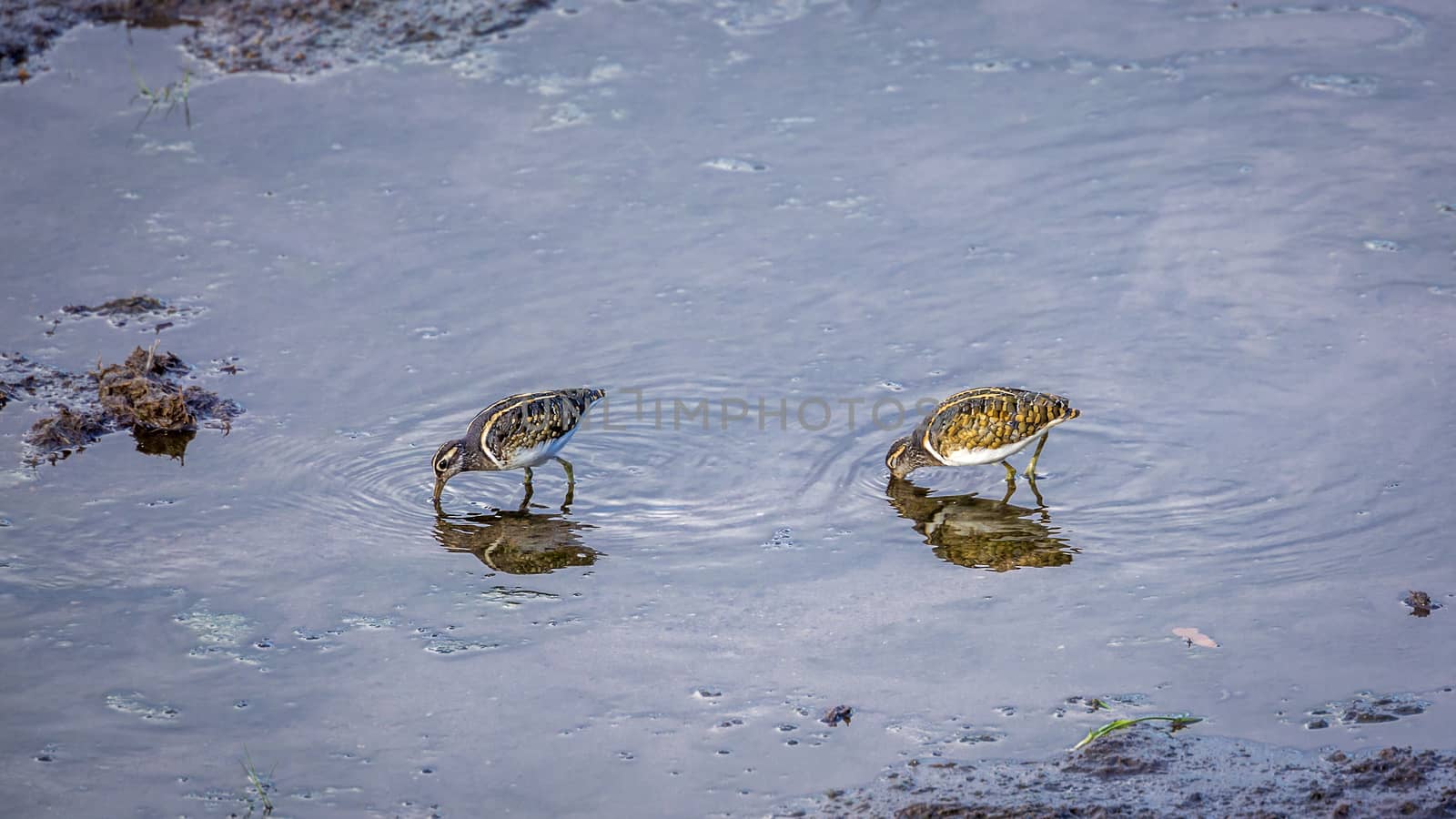 two Greater Painted-snipe wading in Kruger National park, South Africa ; Specie Rostratula benghalensis family of Rostratulidae