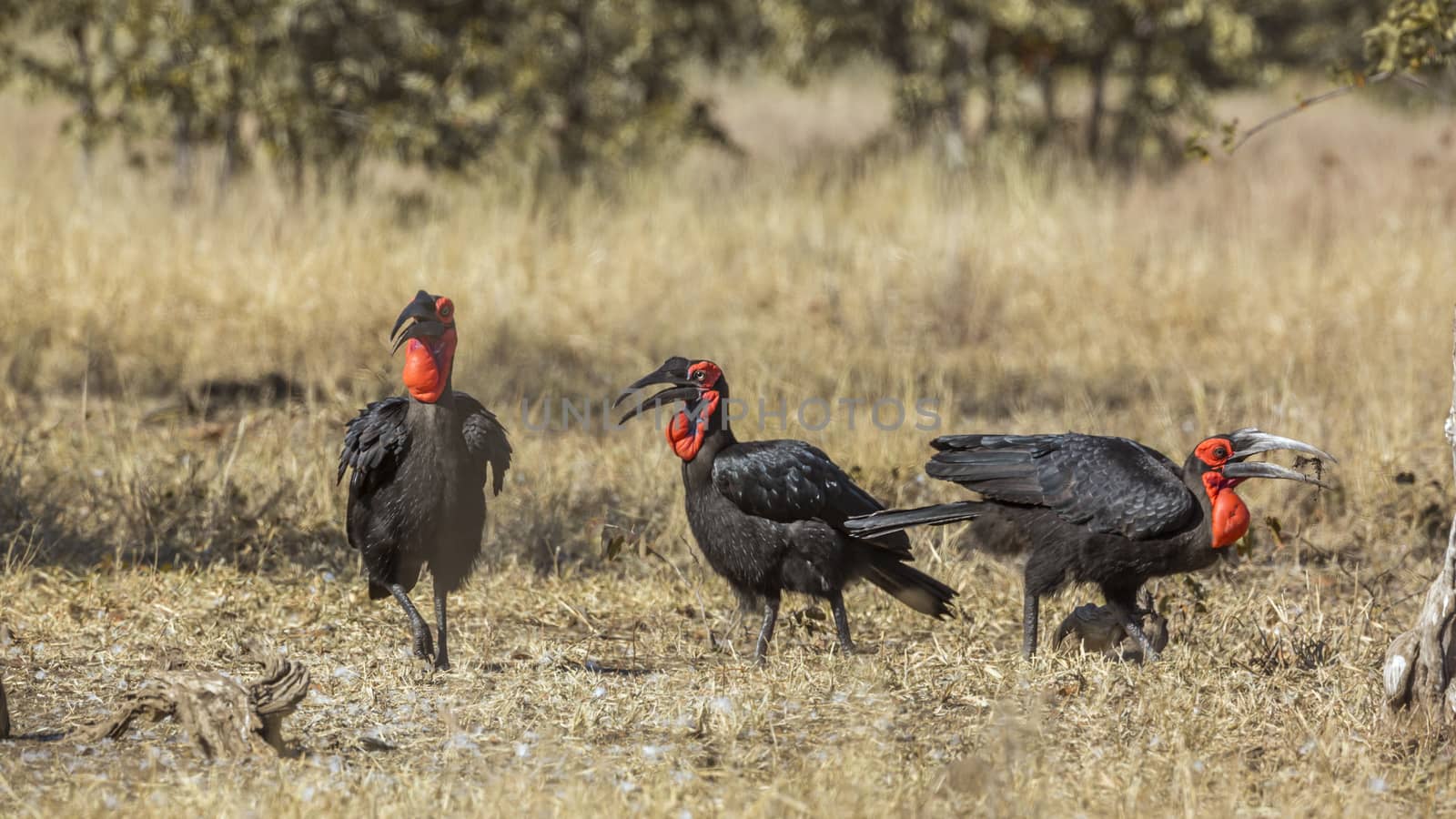 Three Southern Ground Hornbills in savannah in Kruger National park, South Africa ; Specie Bucorvus leadbeateri family of Bucerotidae
