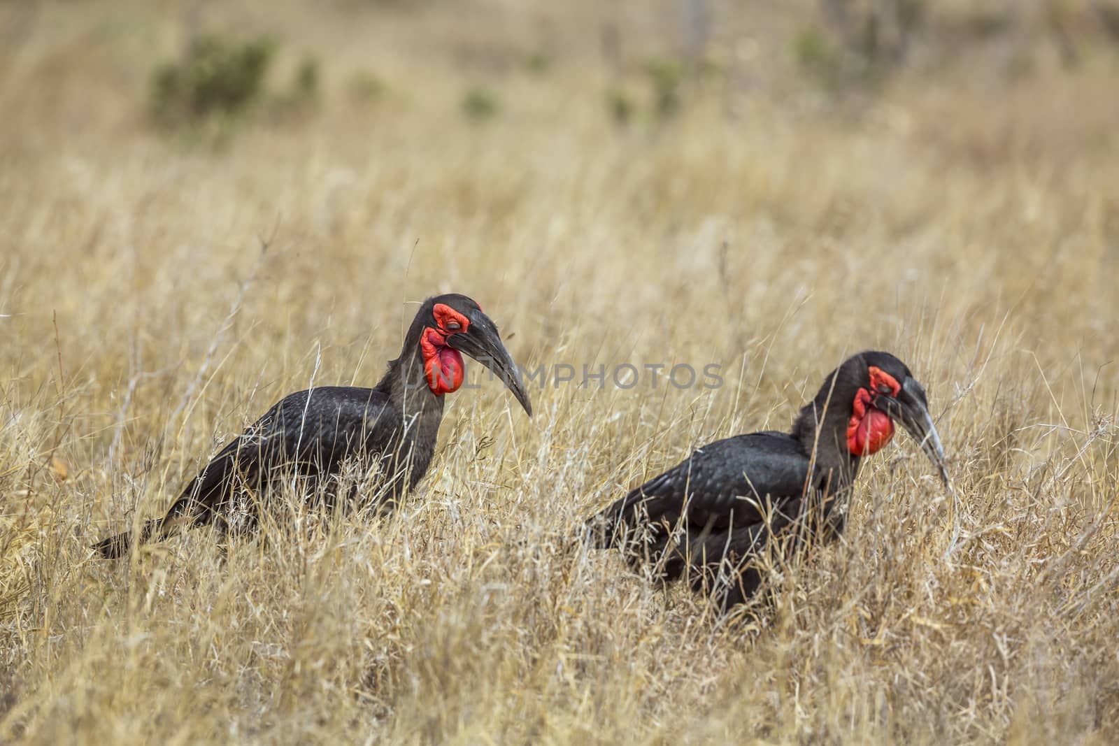 Two Southern Ground Hornbill walking in savannah in Kruger National park, South Africa ; Specie Bucorvus leadbeateri family of Bucerotidae