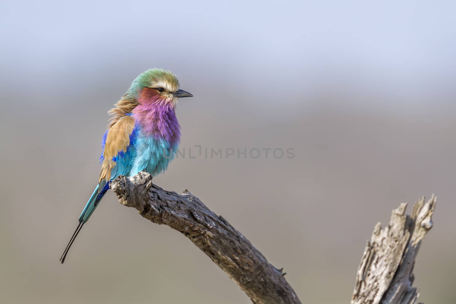 Lilac breasted roller isolated in natural background in Kruger National park, South Africa ; Specie Coracias caudatus family of Coraciidae