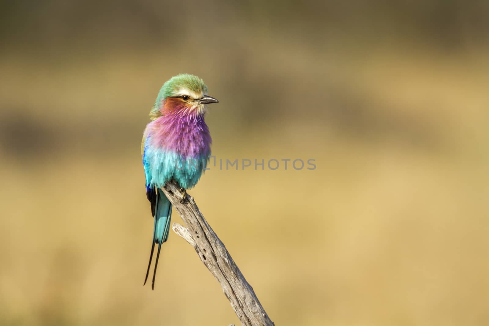 Lilac breasted roller isolated in natural background in Kruger National park, South Africa ; Specie Coracias caudatus family of Coraciidae